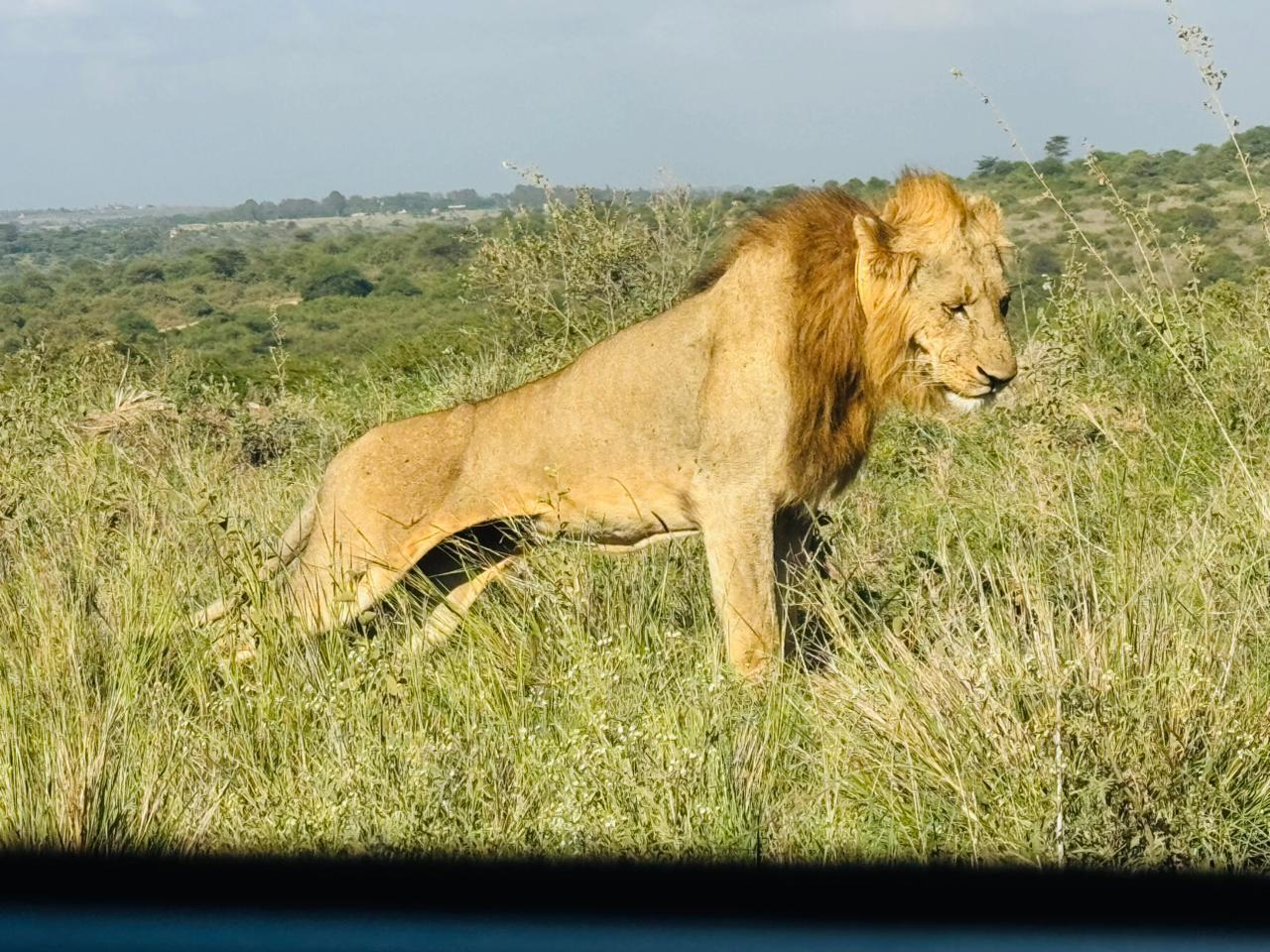 Nairobi National Park 5-Hour 4x4 Wildlife Safari