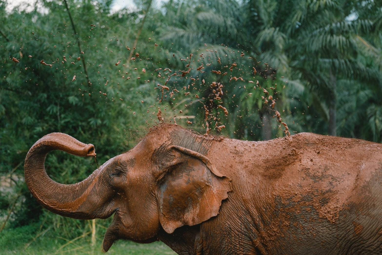 Krabi Elephant Sanctuary: Feed, Mud Bath & Shower Experience