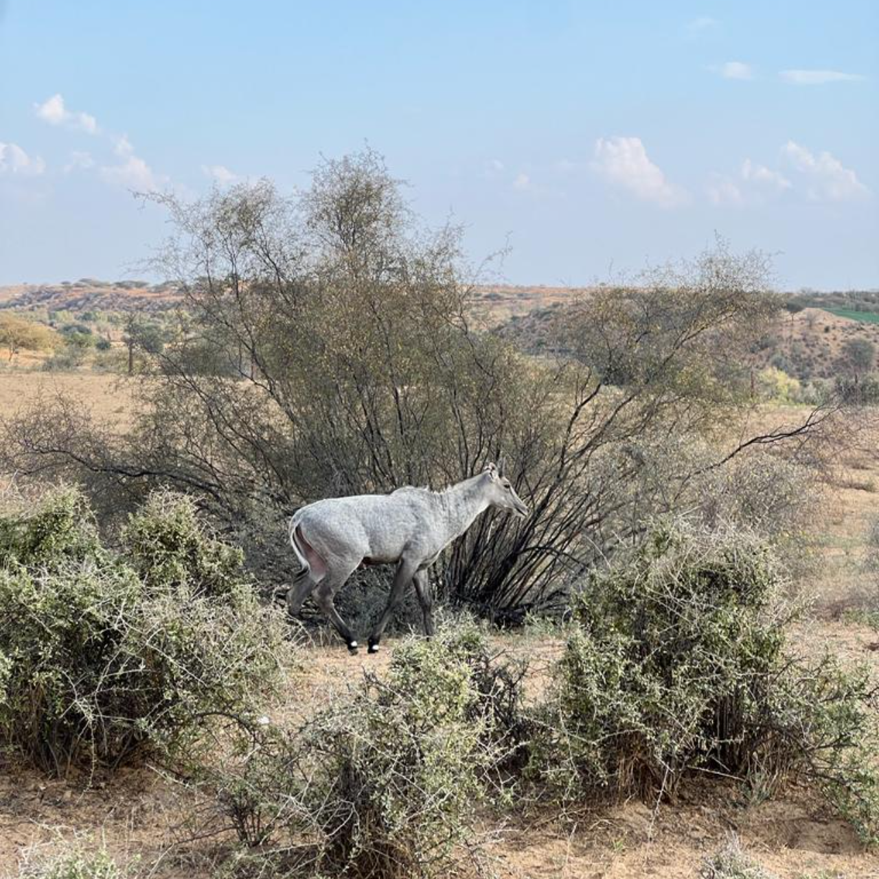 Thar Desert Overnight Camel Safari & Village Stay