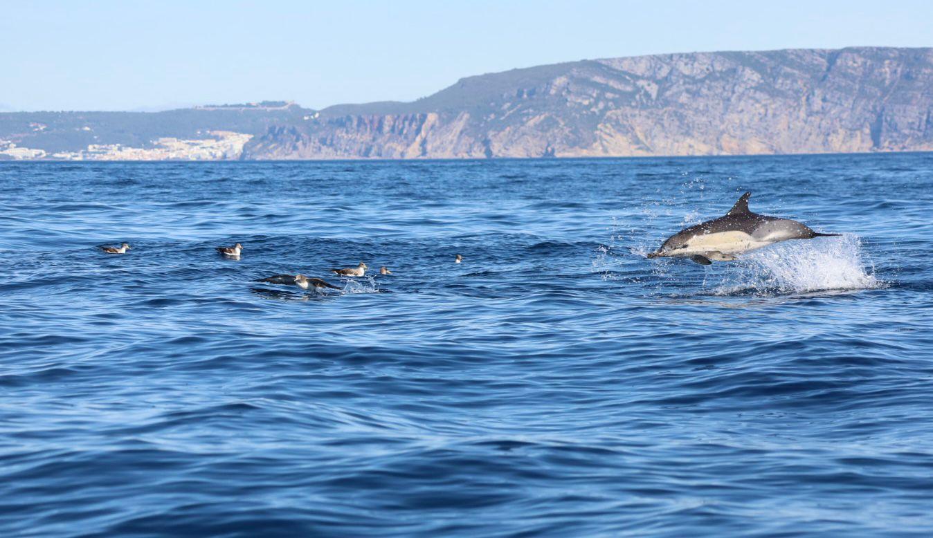 Lisbon Ocean Safari with Marine Biologists