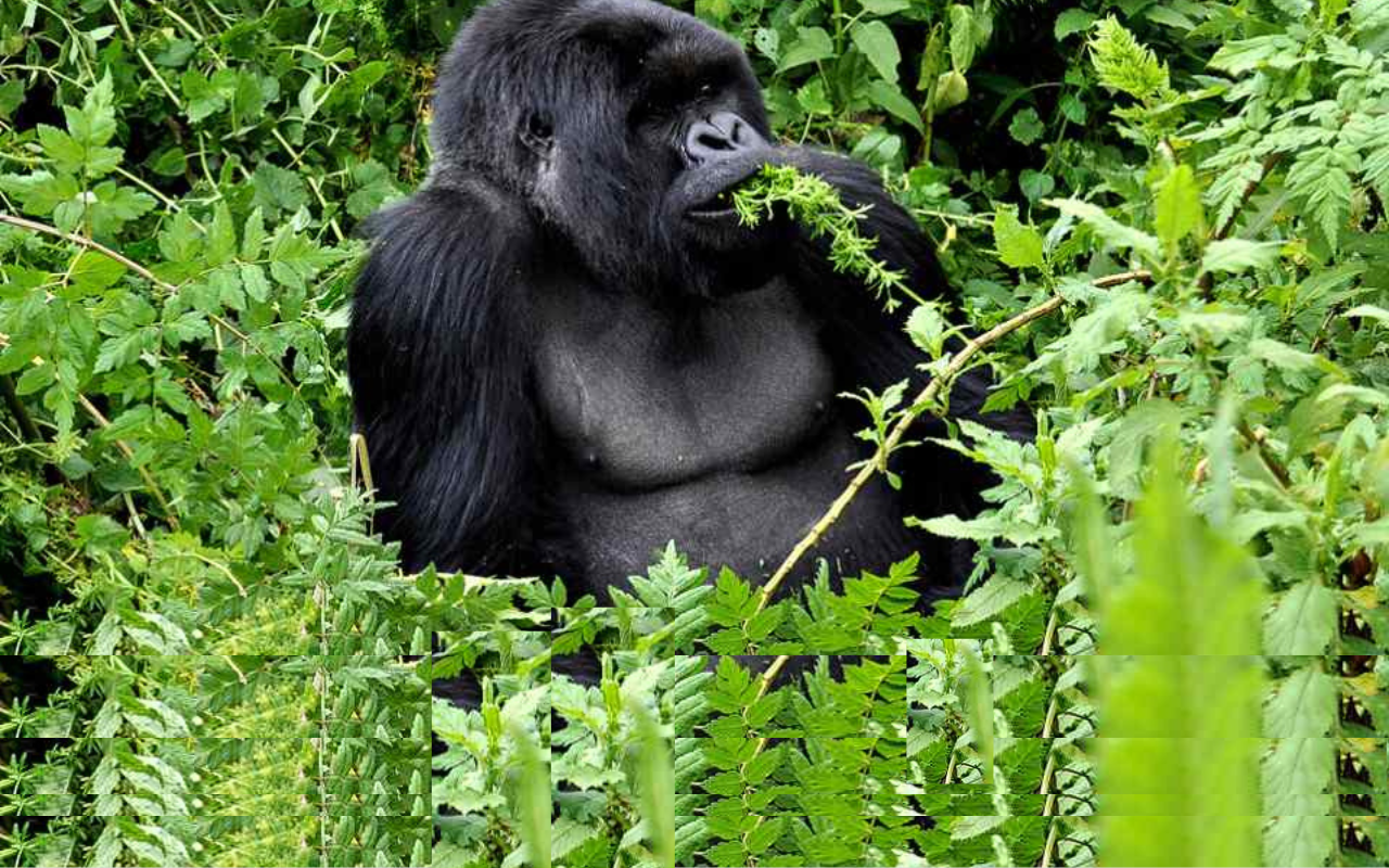 Volcanoes National Park Gorilla Trek & Cultural Immersion