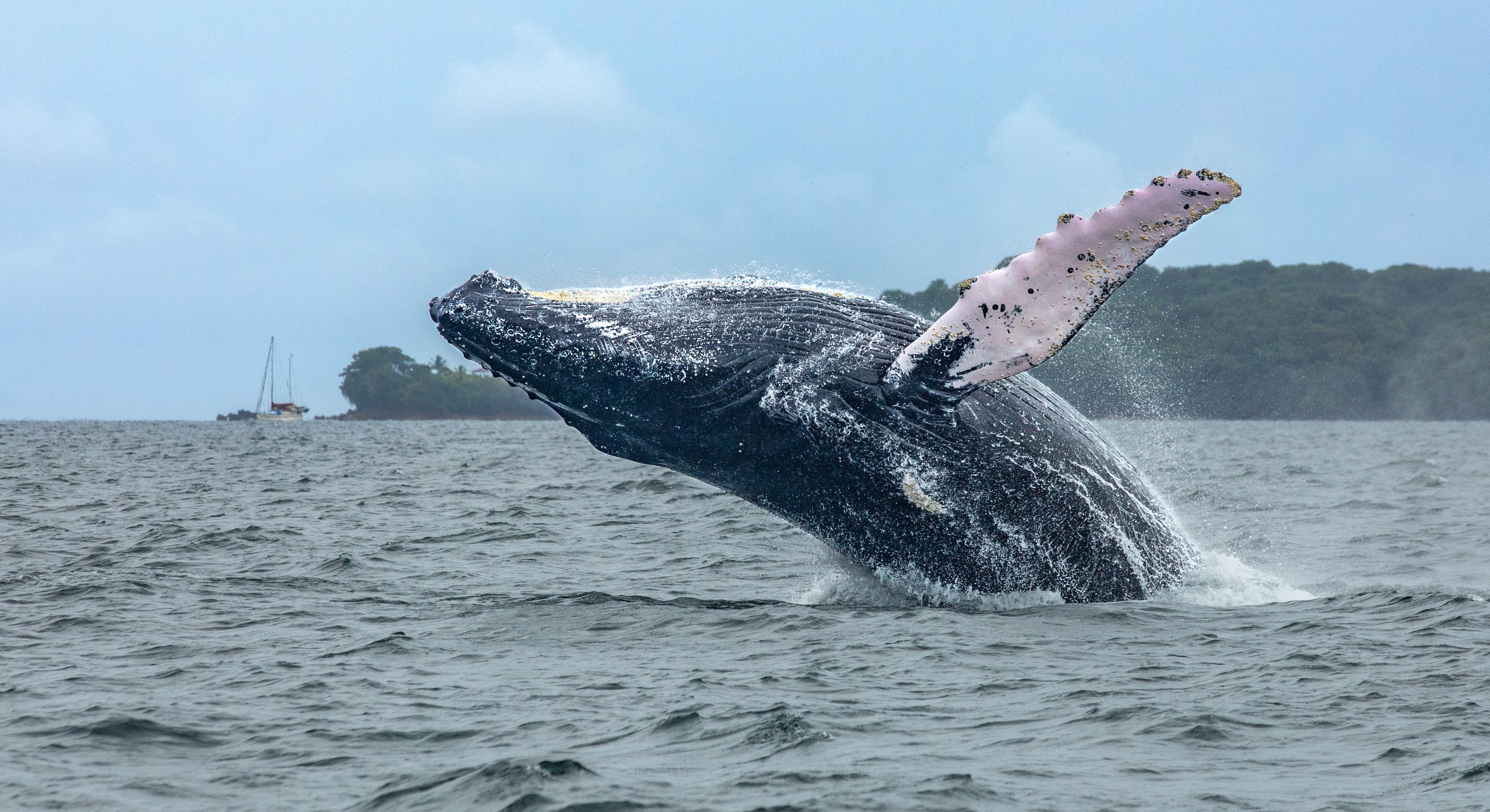 Las Perlas Archipelago Whale Watching & Island Experience