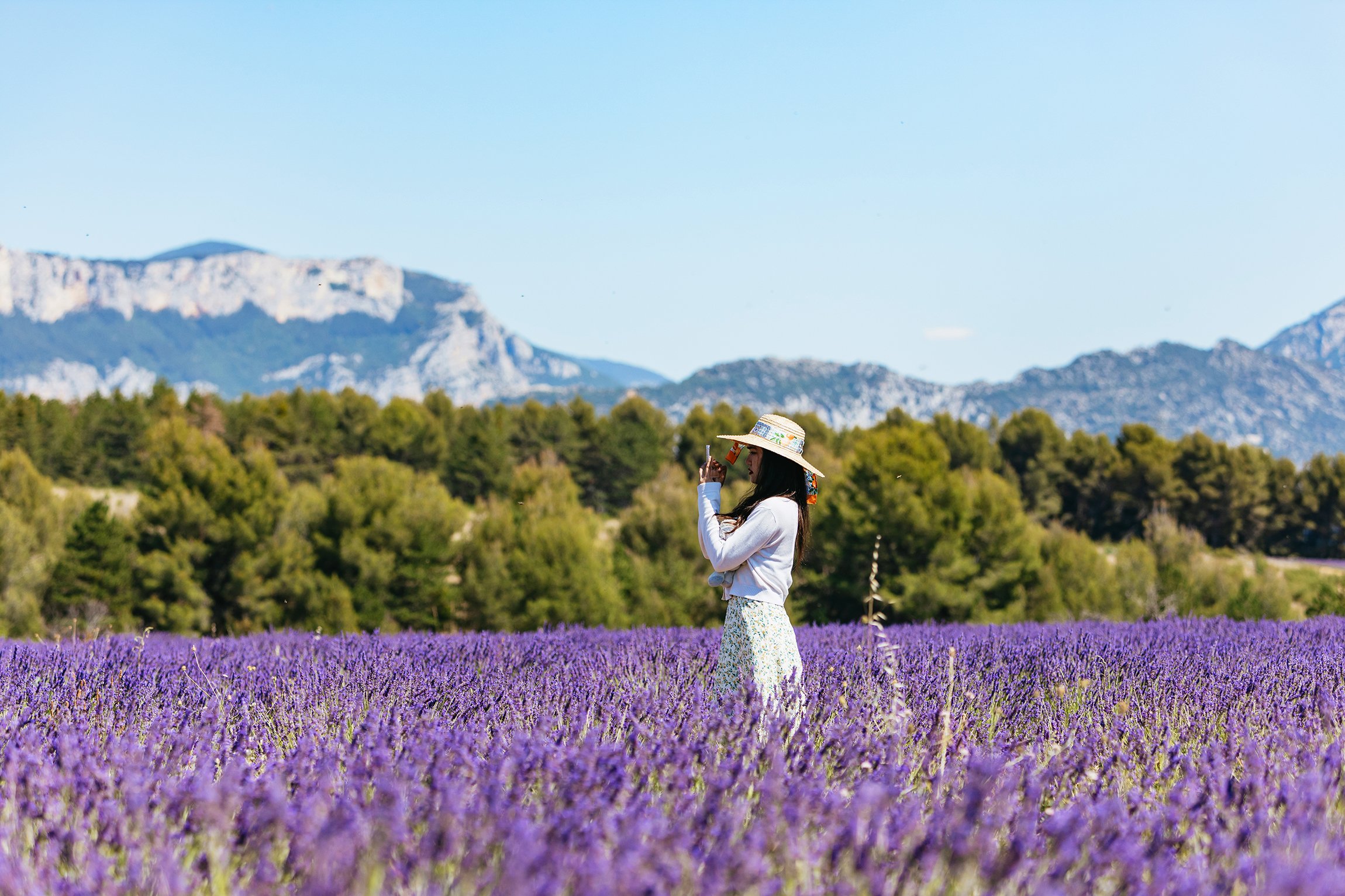 Valensole lavender fields in Provence — guided lavender tour photo 16