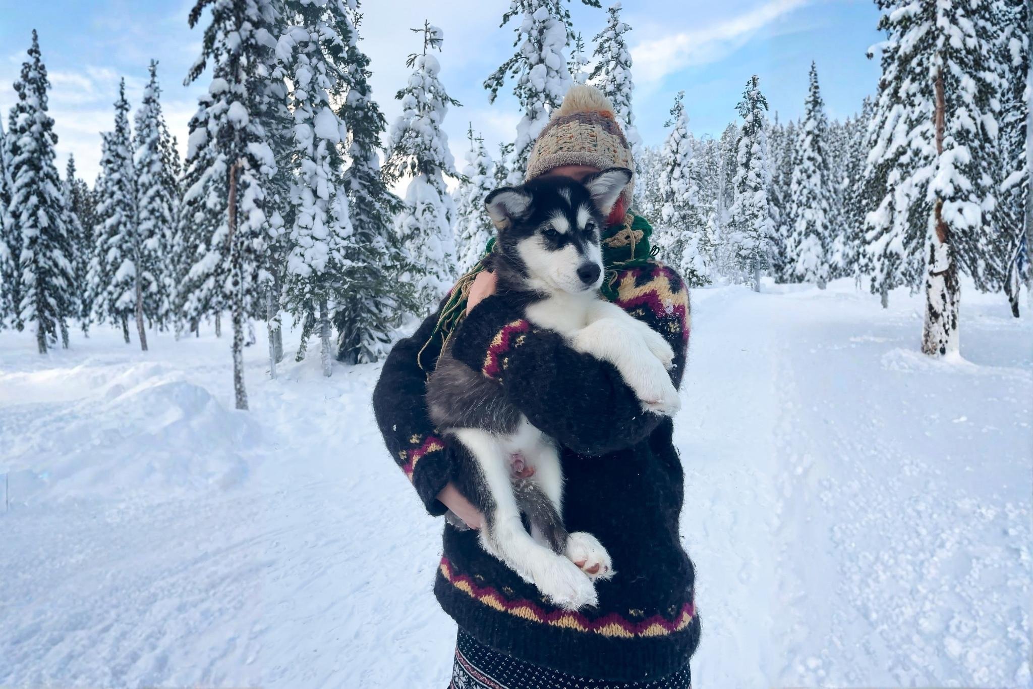 Rovaniemi Husky Safari: Drive Your Own Team & Lapland BBQ
