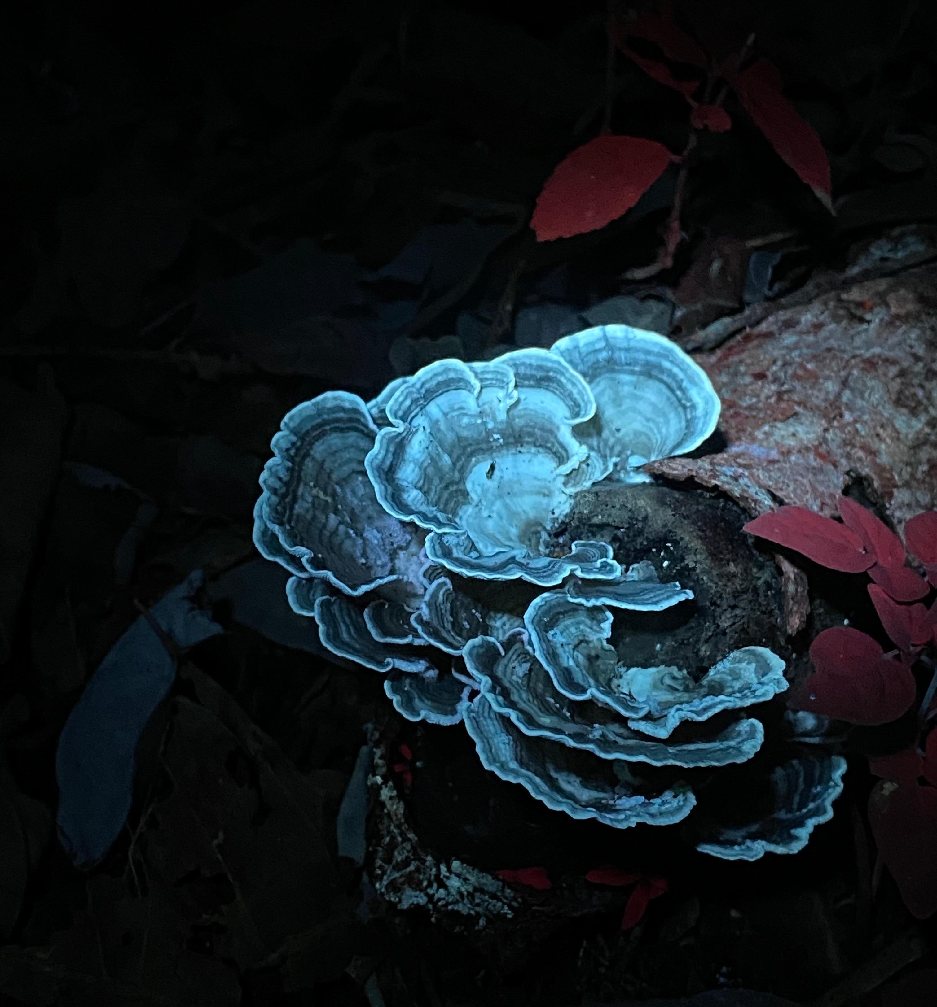 Manuel Antonio Night Wildlife Walk with Expert Naturalist