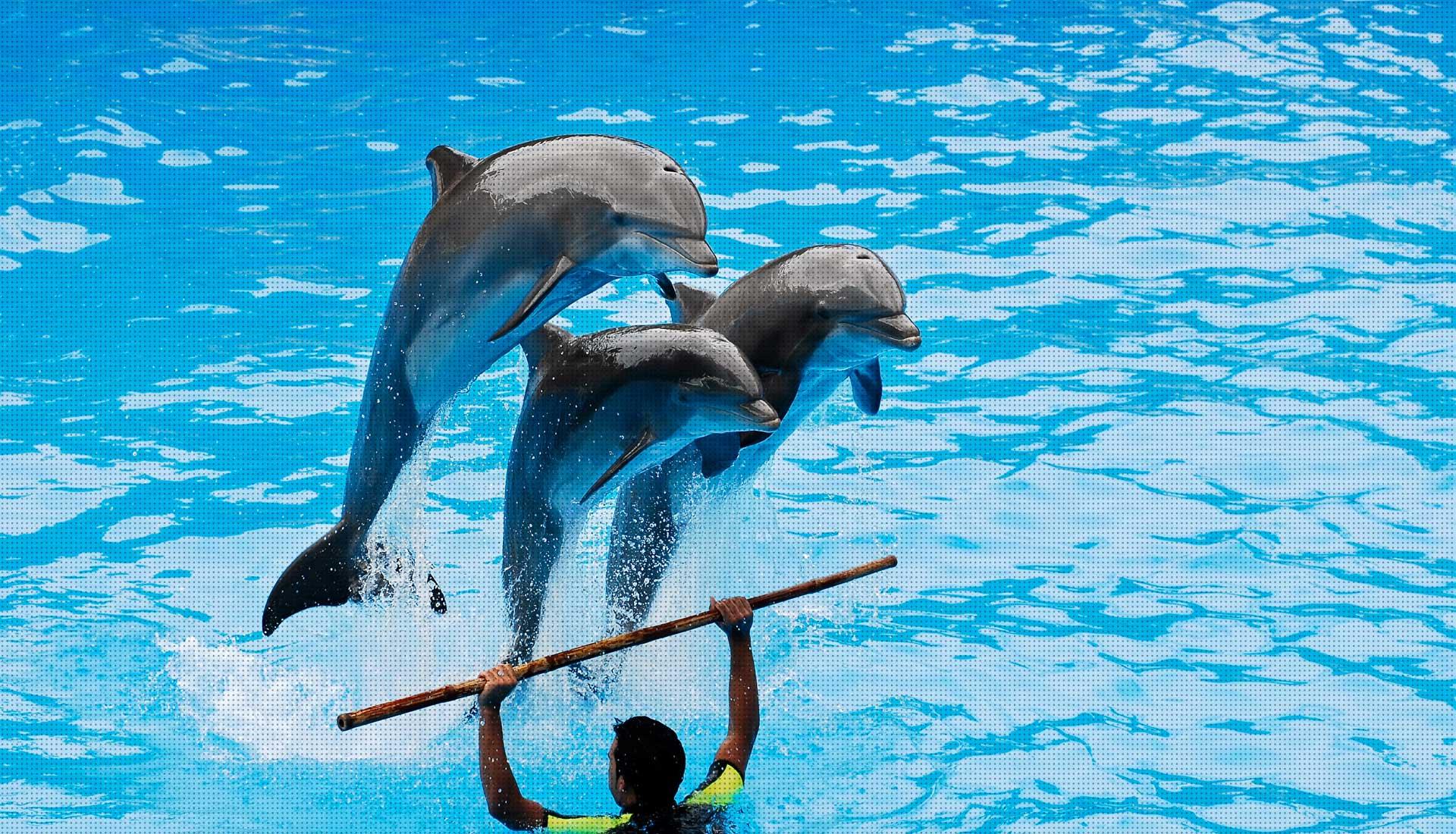 Dolphin & Sea Lion Show with Hotel Pickup