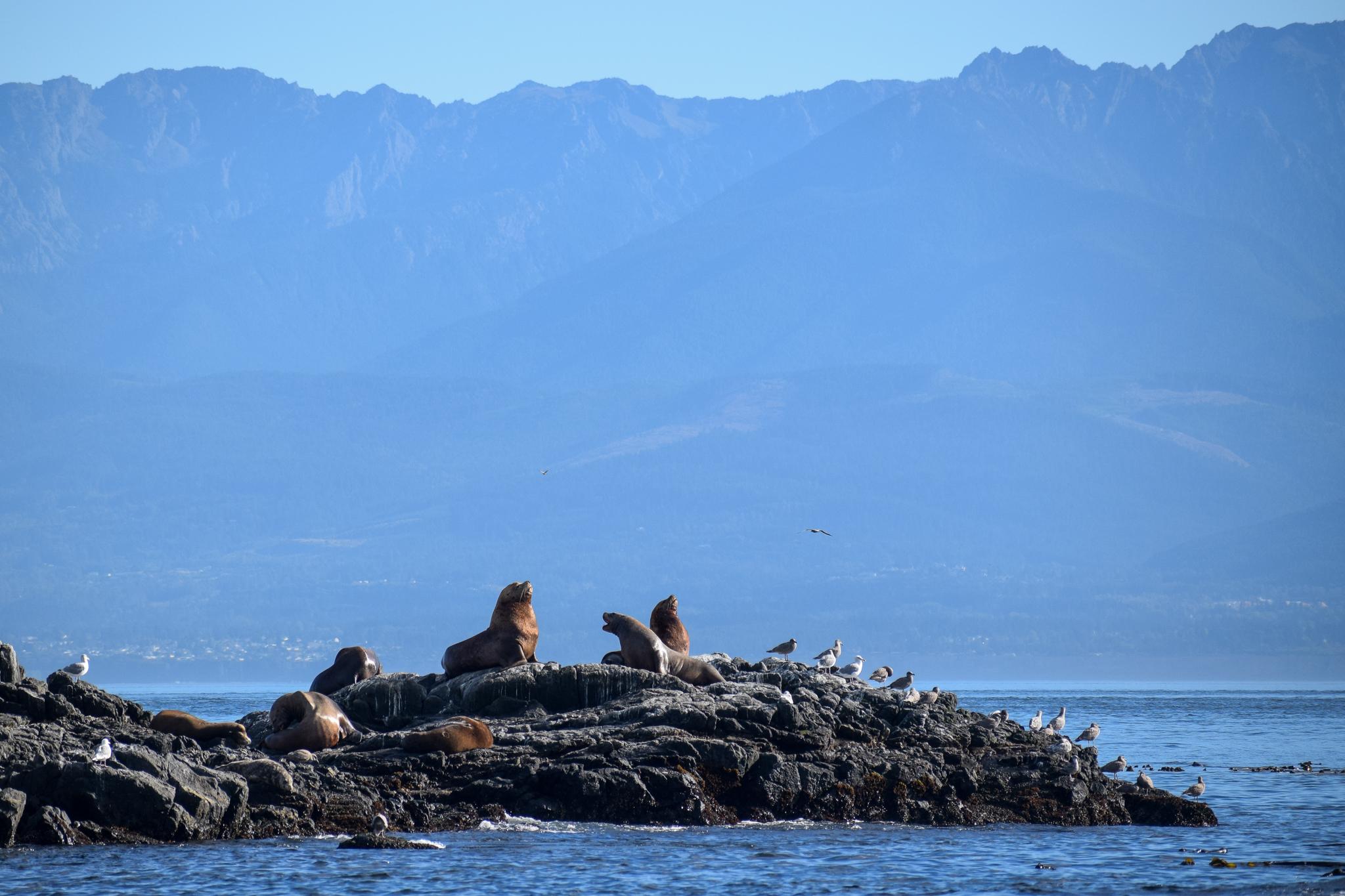 Victoria whale watching tour — orcas and marine wildlife in the Salish Sea — image 12