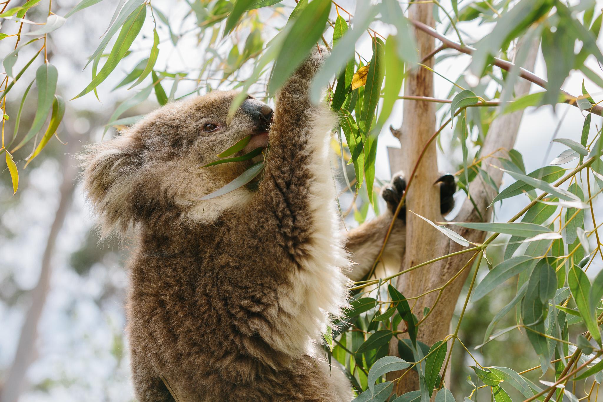 Phillip Island Penguin Parade & Koala Wildlife Tour