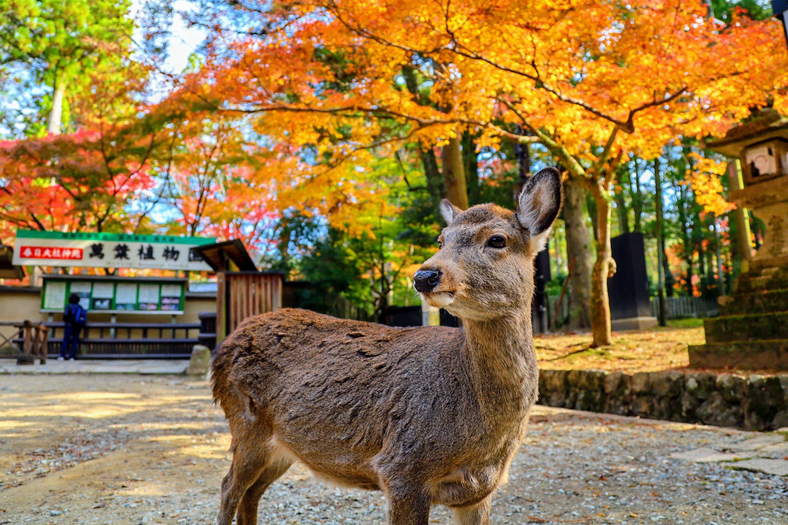 Nara Guided Half-Day Morning Tour from Kyoto