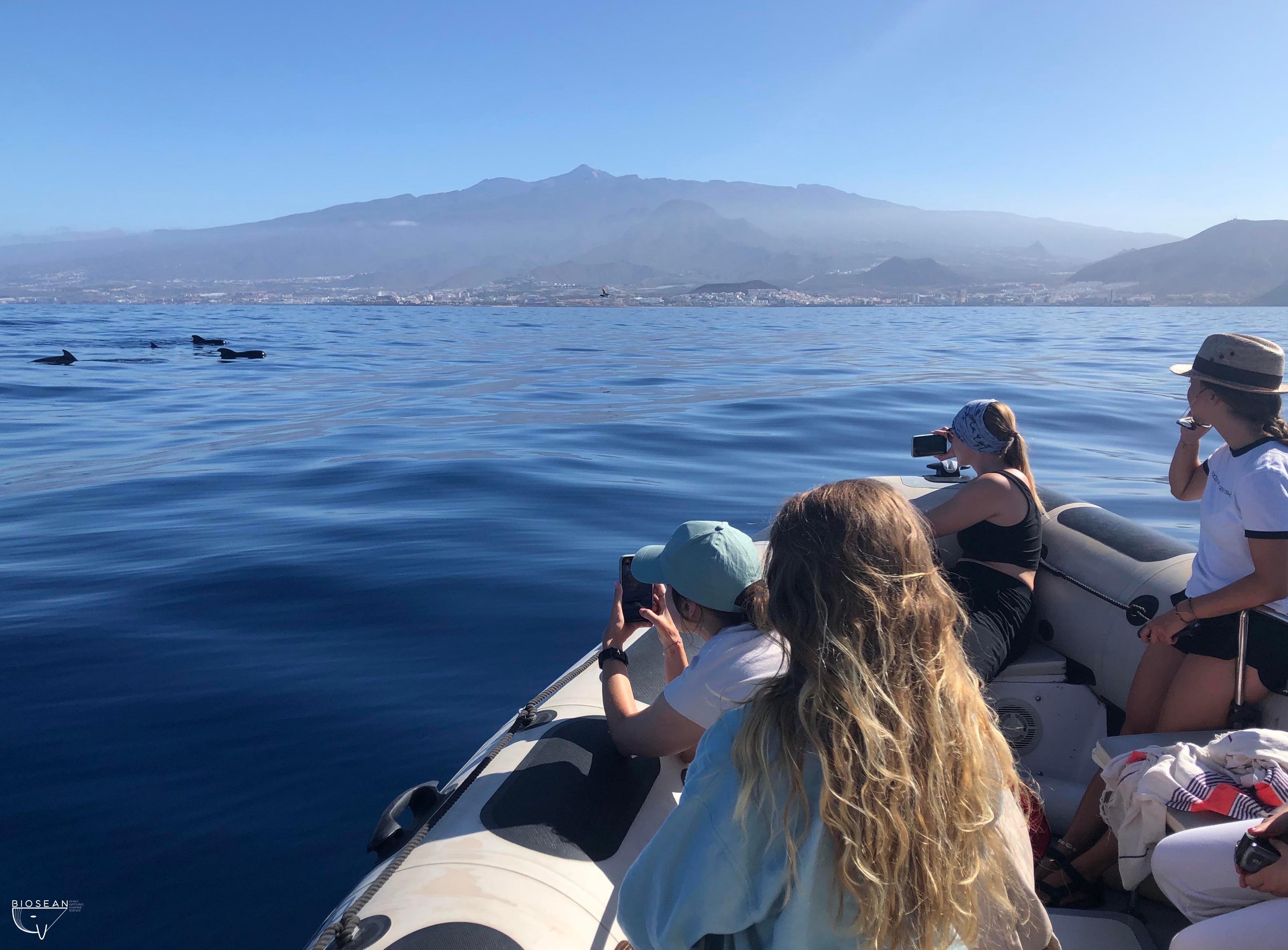 Whale Watching with Marine Biologist from Las Galletas