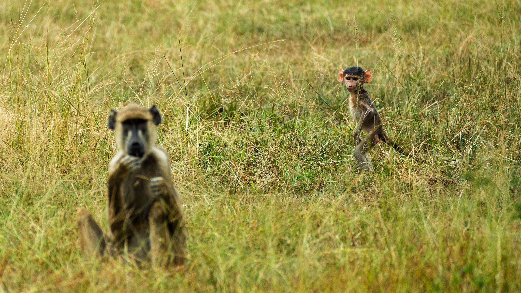 Zanzibar to Selous: Full-Day Safari with Bush Lunch (+ 2-Day Option)