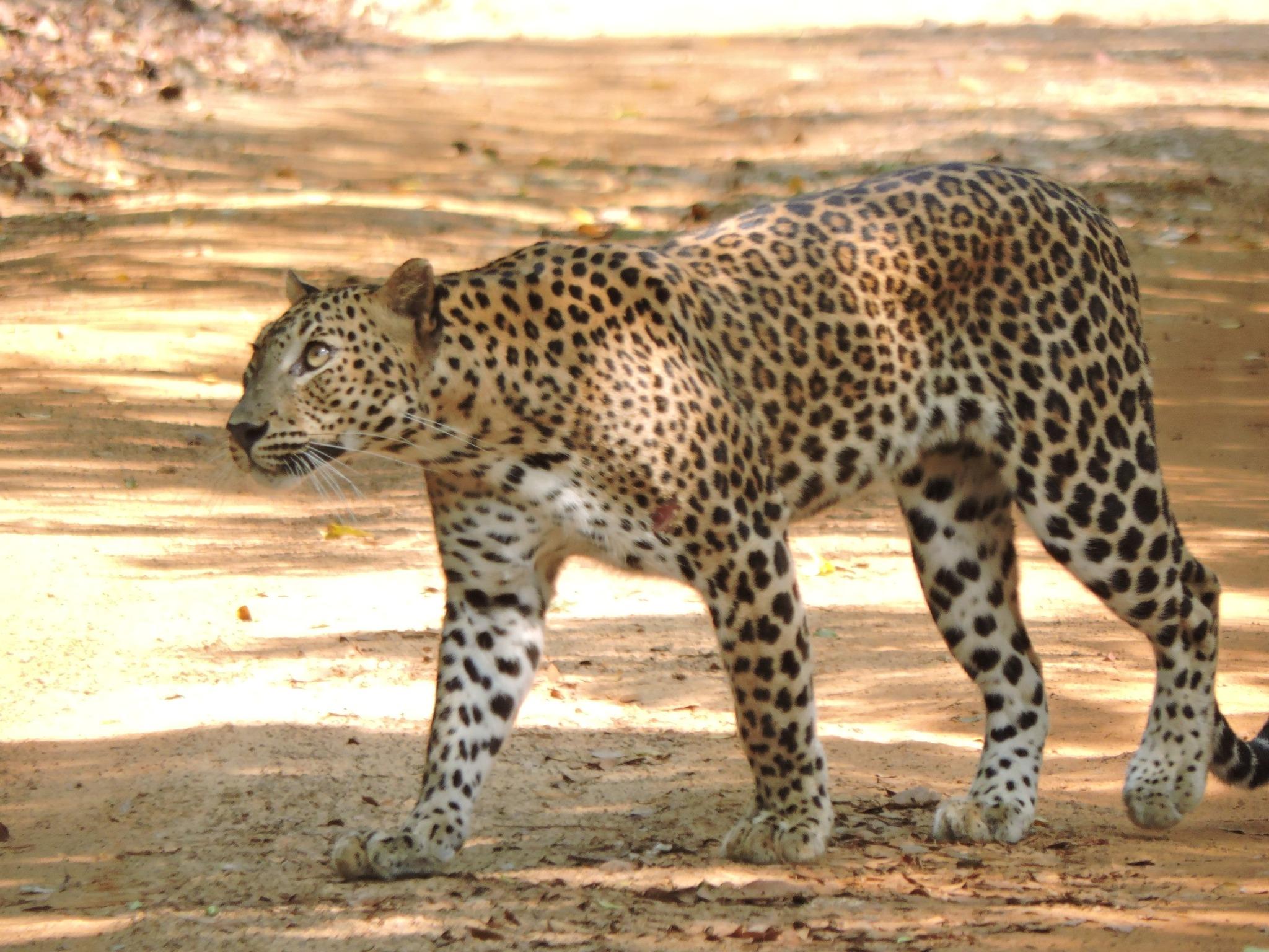 Full-Day Wilpattu National Park Leopard Safari from Anuradhapura