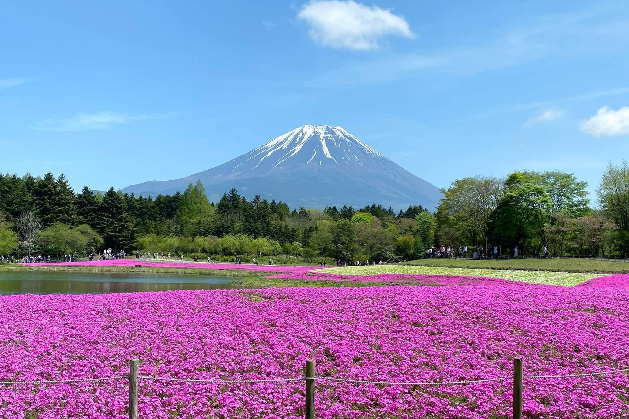 Shibazakura Festival Private Guided Day Tour near Mount Fuji