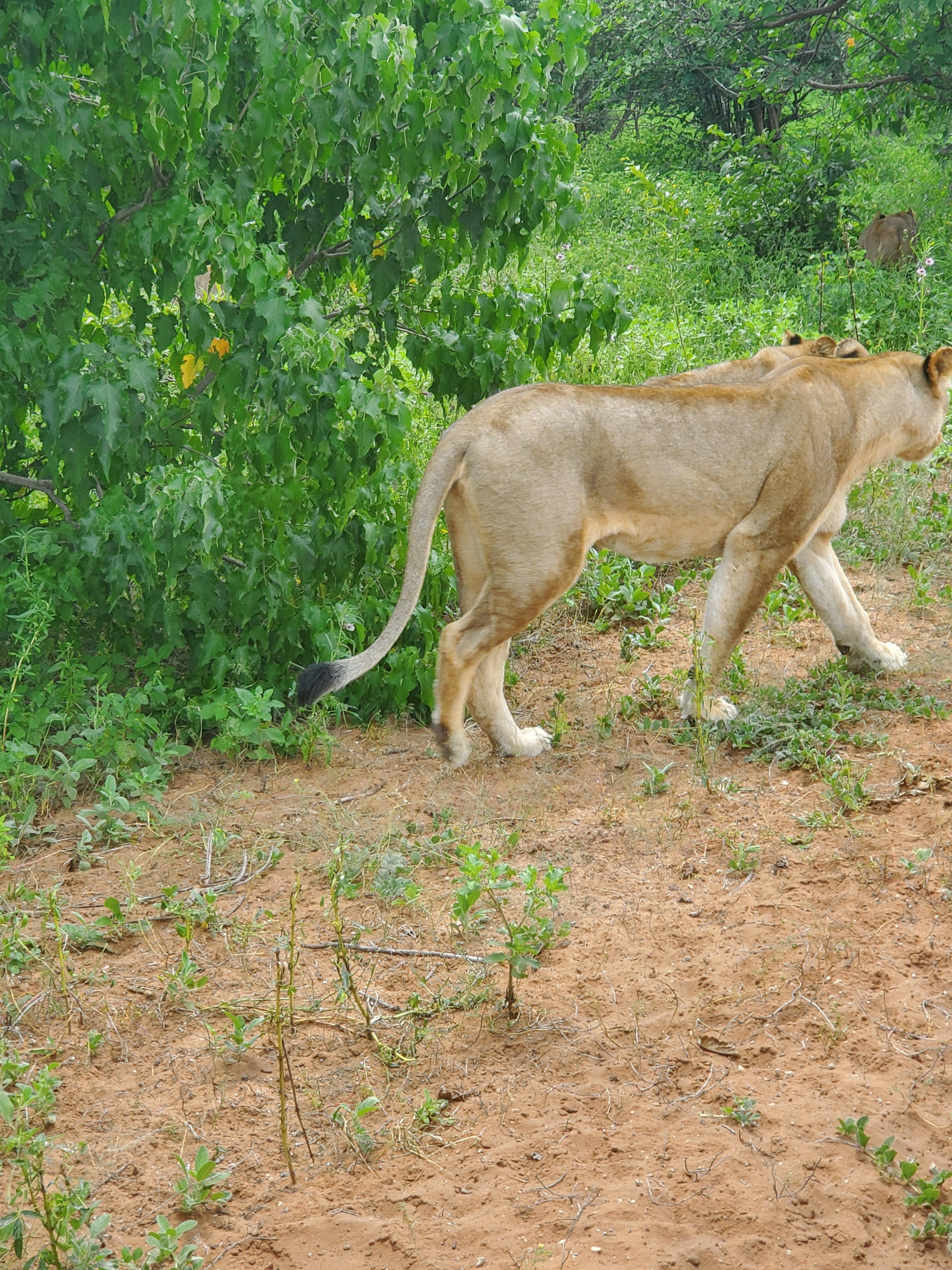 Chobe National Park Safari & River Cruise from Livingstone