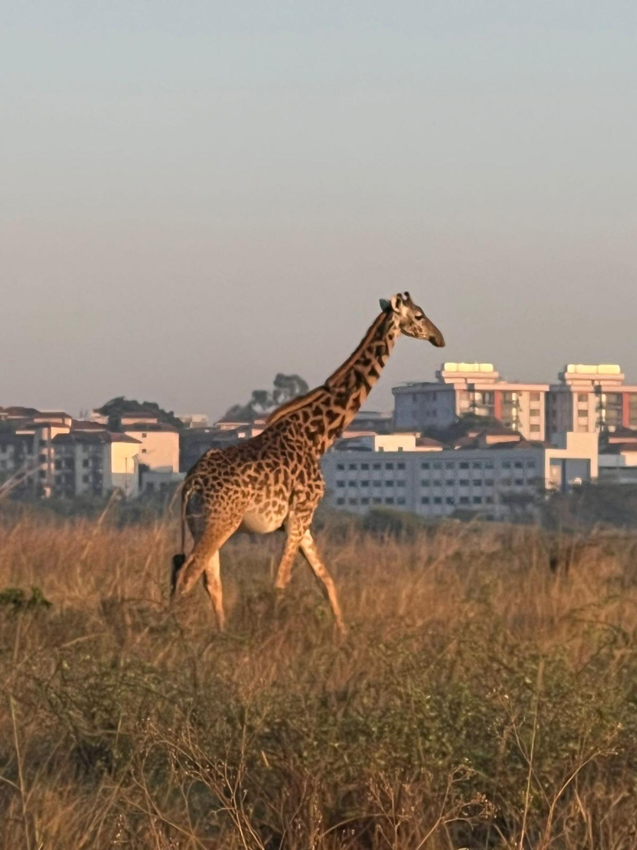 Nairobi National Park Half-Day Wildlife Safari