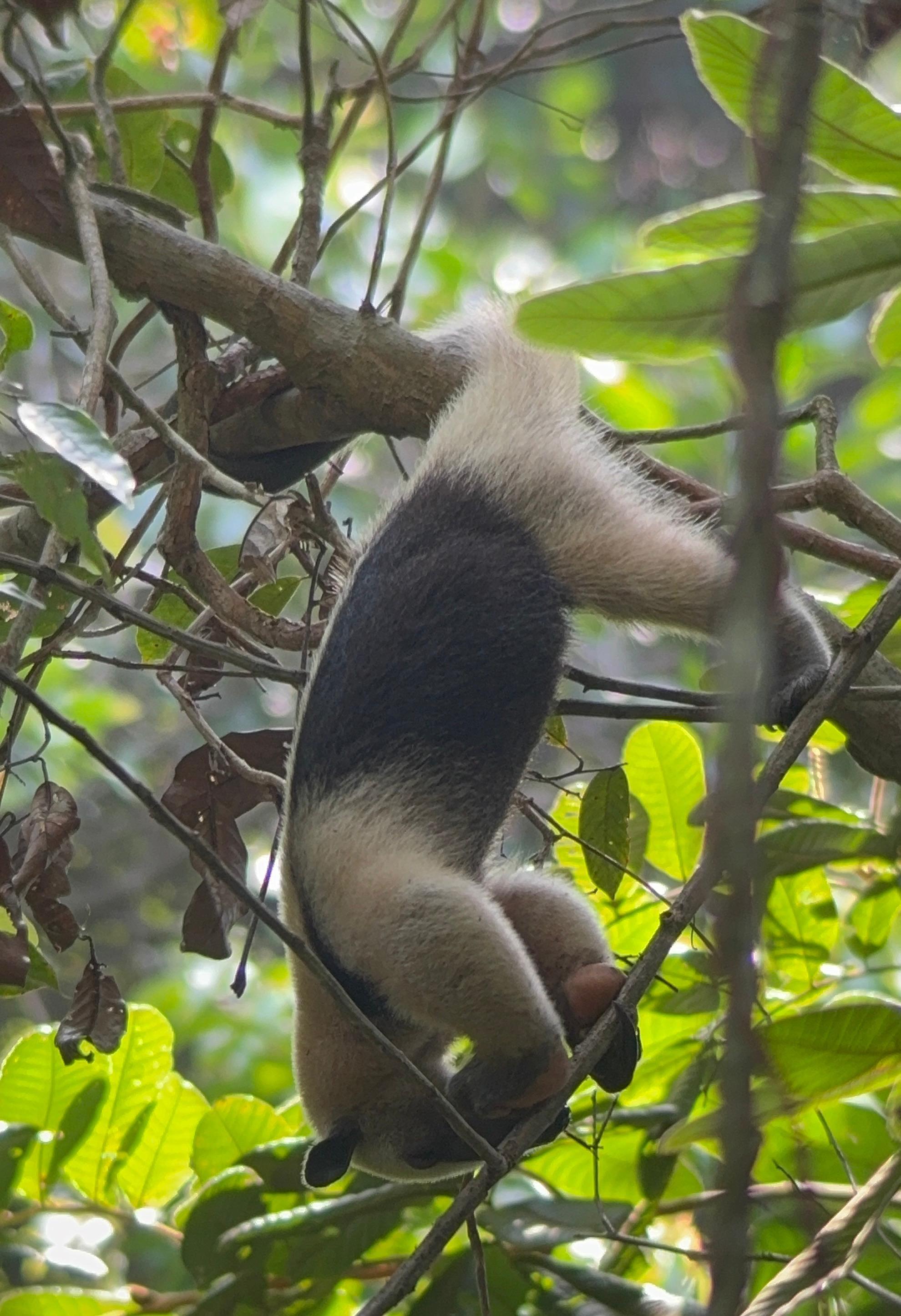 Manuel Antonio National Park: Expert-Guided Wildlife Hike