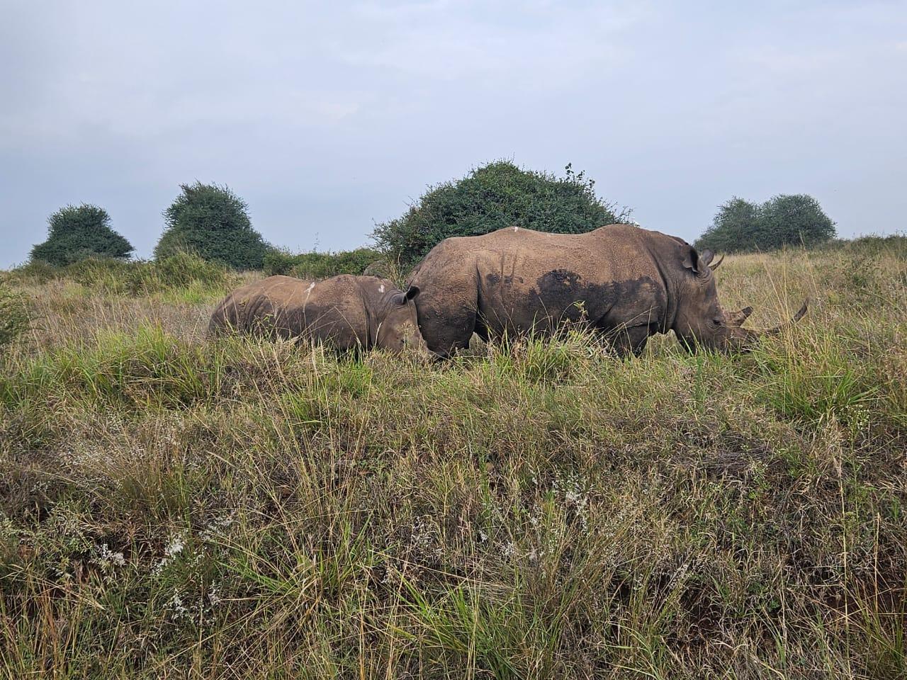 Nairobi National Park: Early Morning Guided Safari