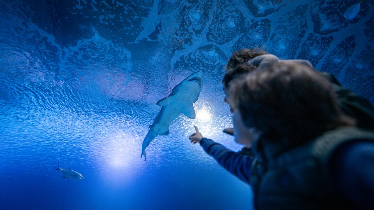 Valencia Oceanogràfic Entry Ticket