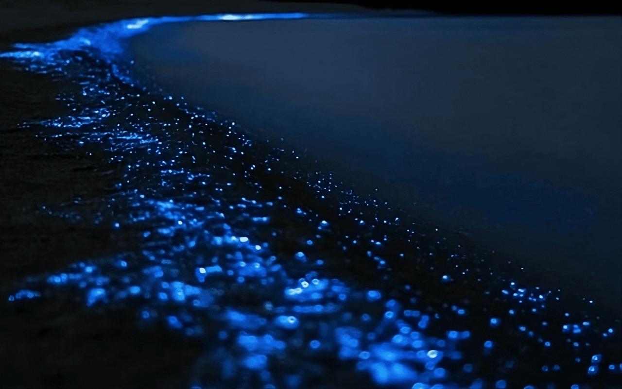 Bioluminescence Kayak Tour in Auckland