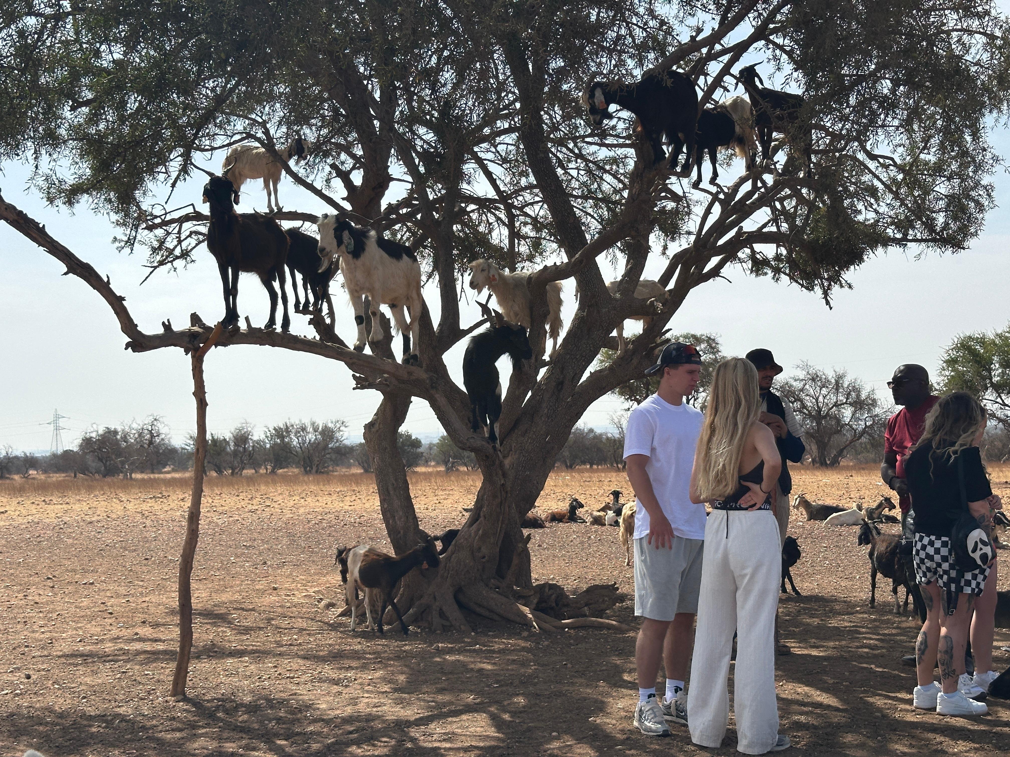 Agadir: Argan Goats and Crocoparc Excursion