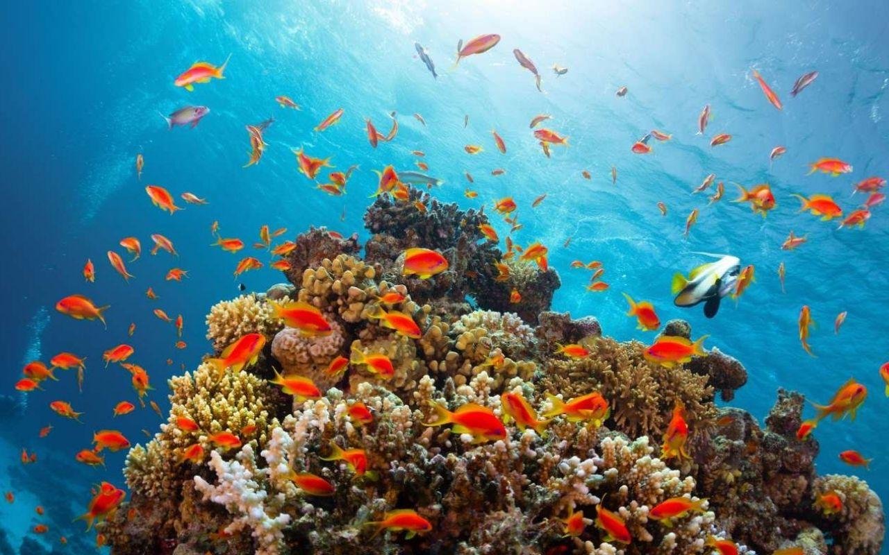 Tiran Island Snorkel & Dive Day Trip from Sharm El Sheikh