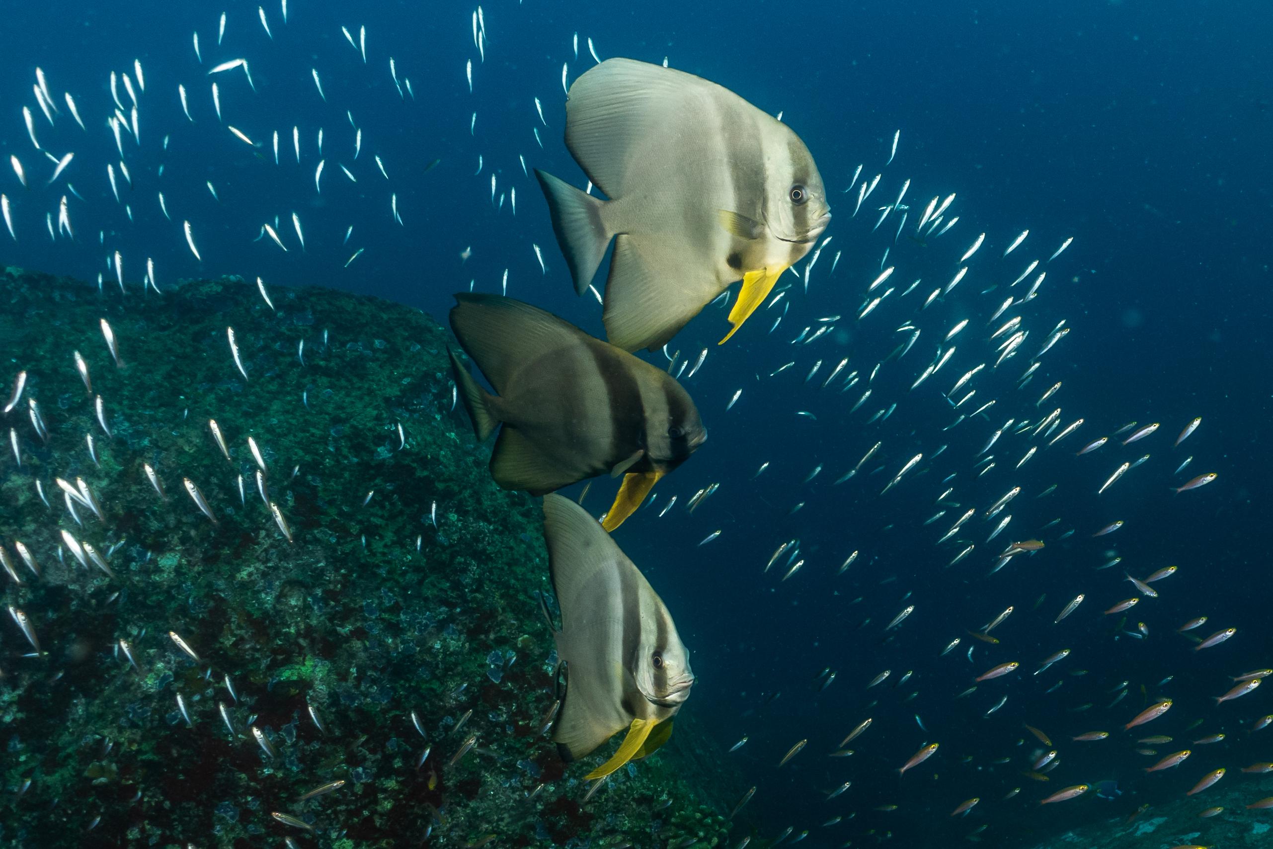 Similan Islands 2-Day Liveaboard: Scuba Dive or Non-Dive on MV Koon