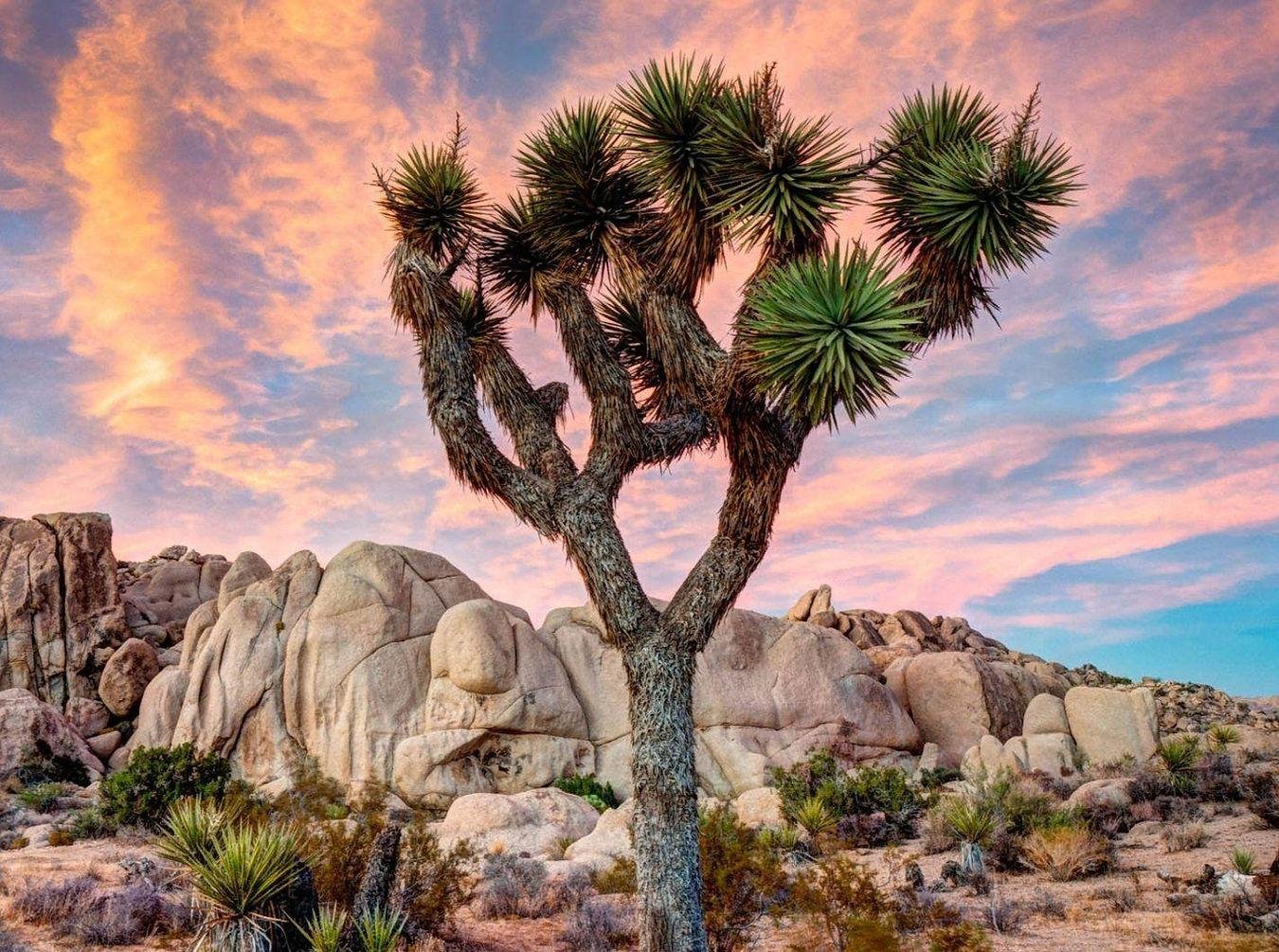 Geführte Backcountry-Tour in Joshua Tree — Mojave Country Club