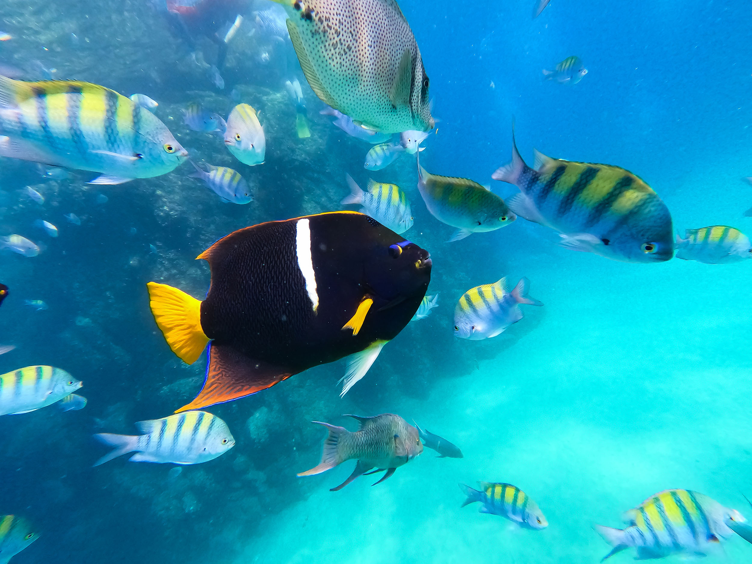 Los Cabos SUP to The Arch, Snorkel & Beach Walk with Transport