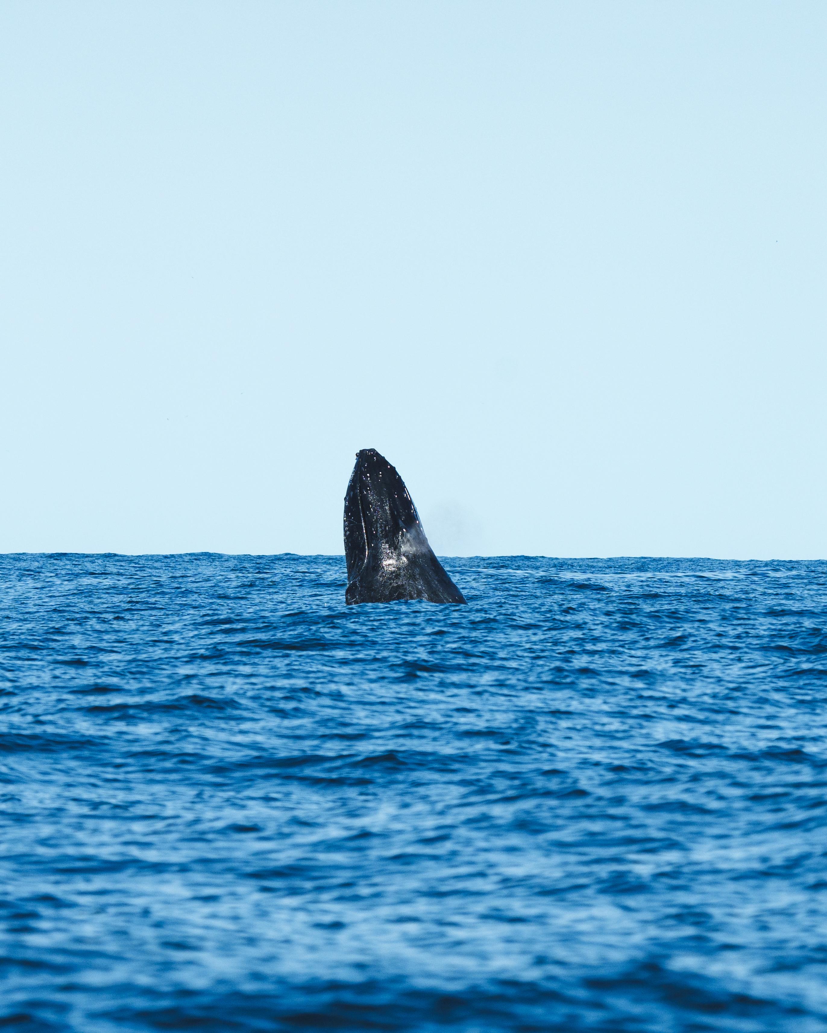 Rio de Janeiro Whale Watching Speedboat Adventure