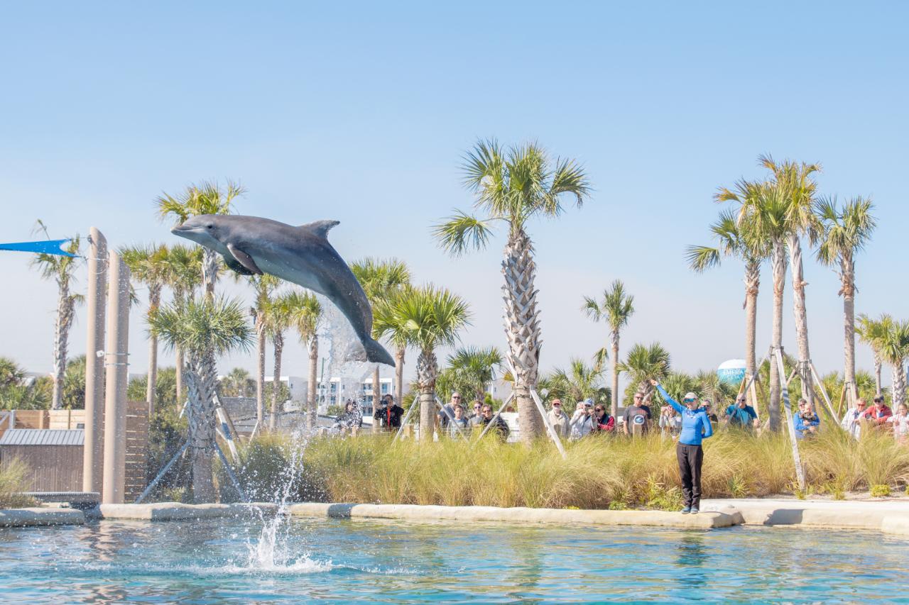 Gulfarium Marine Adventure Park Admission
