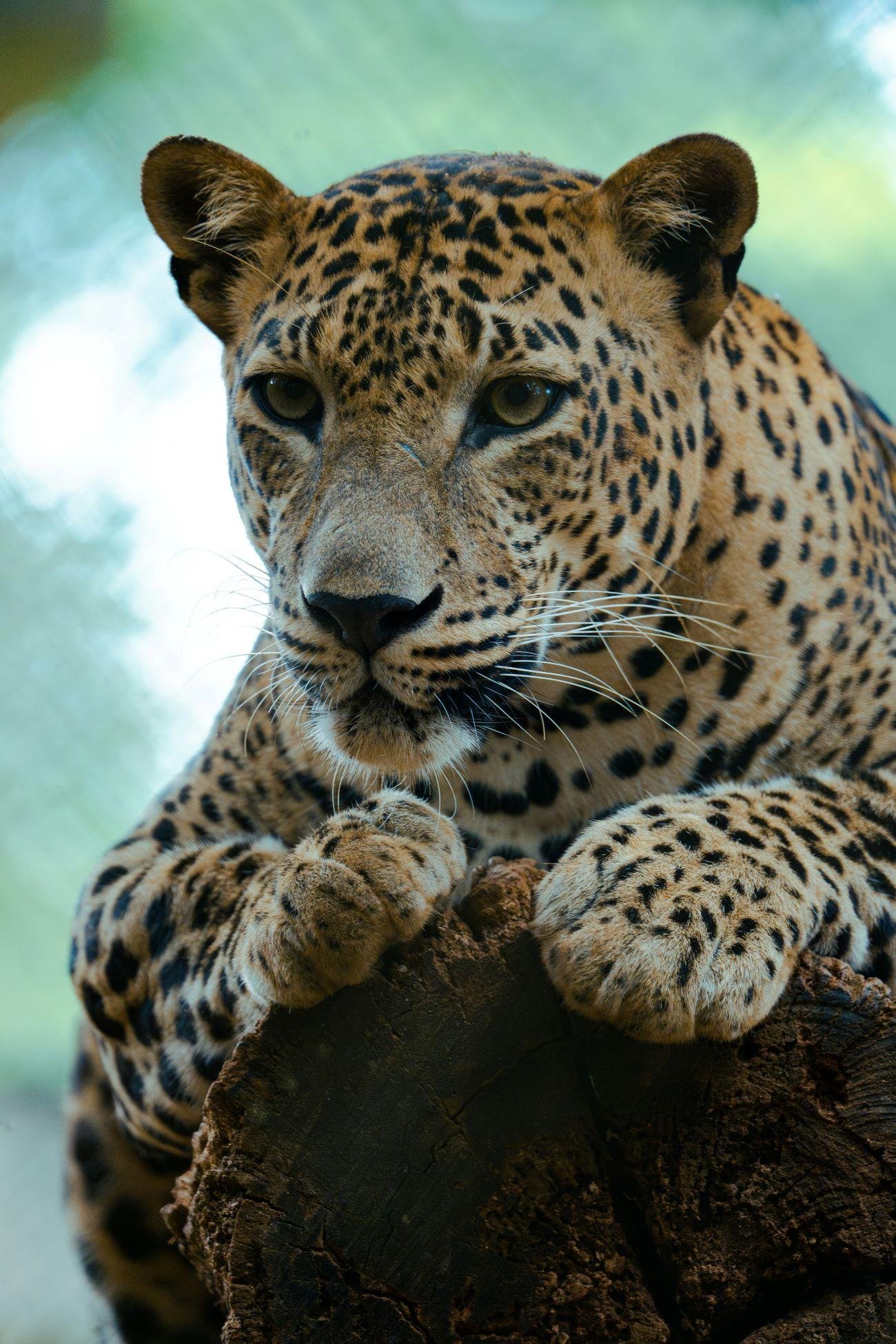 Yala National Park Private Safari Day Trip - All Inclusive