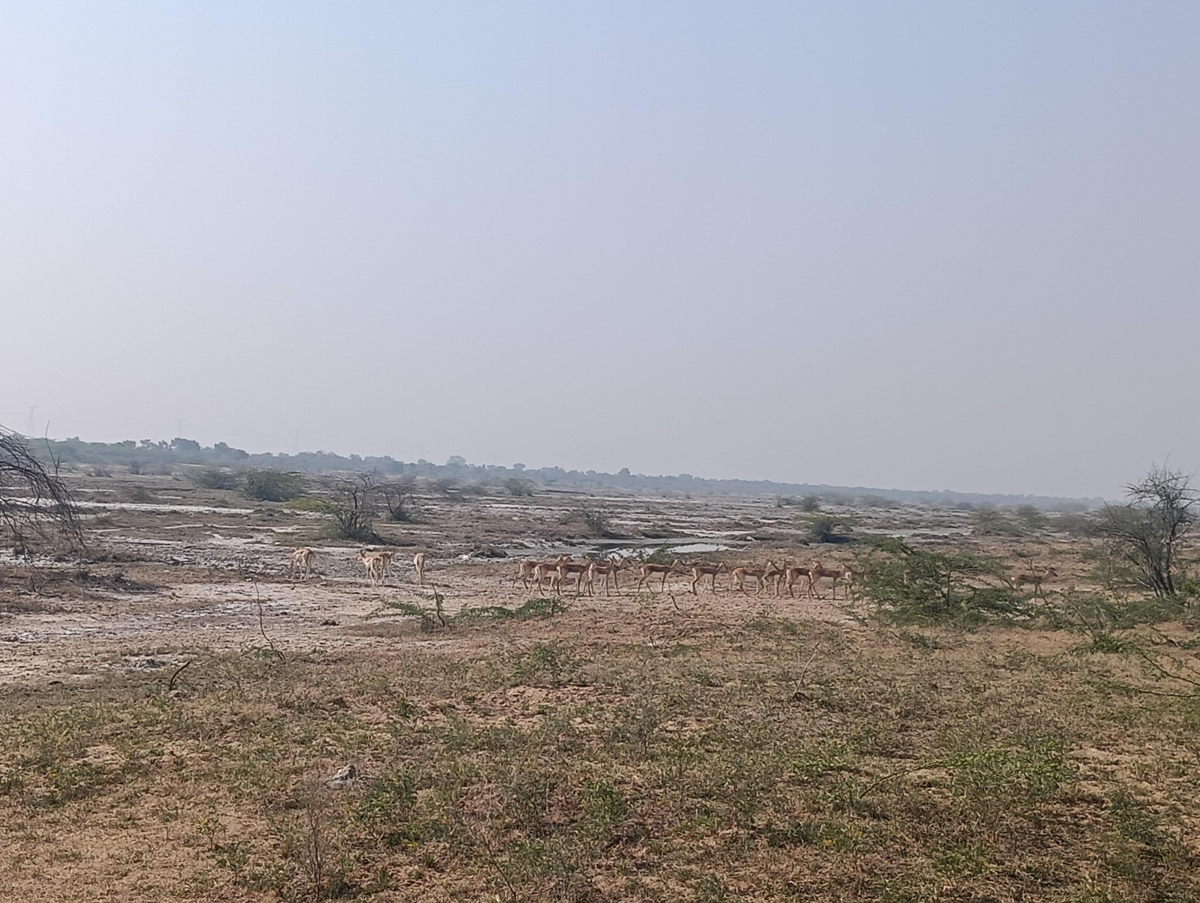 Bishnoi Village Cultural Jeep Safari