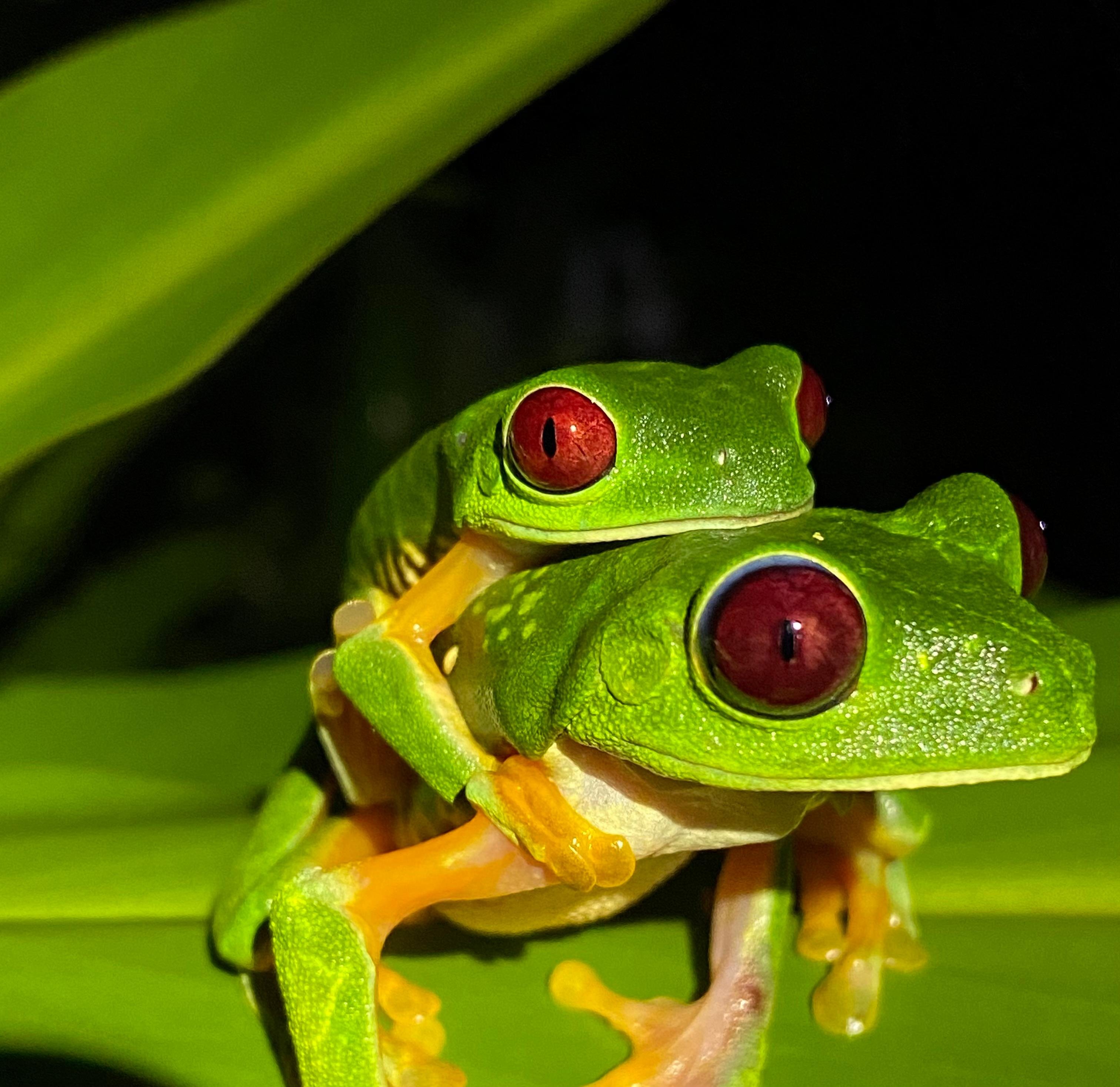 Manuel Antonio Night Wildlife Walk with Expert Naturalist