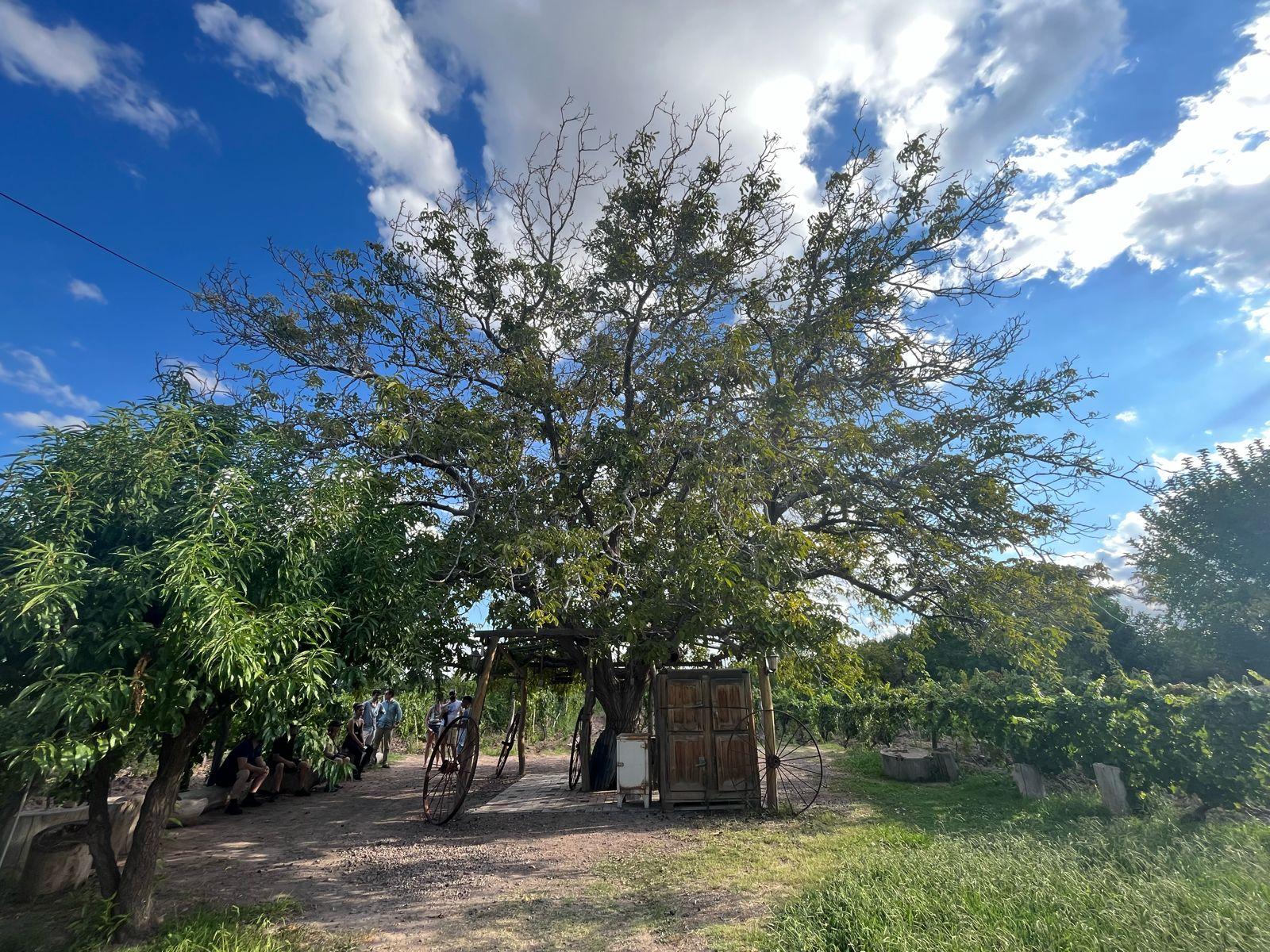 Mendoza Wine & Olive Oil Discovery: 3 Wineries + Tasting