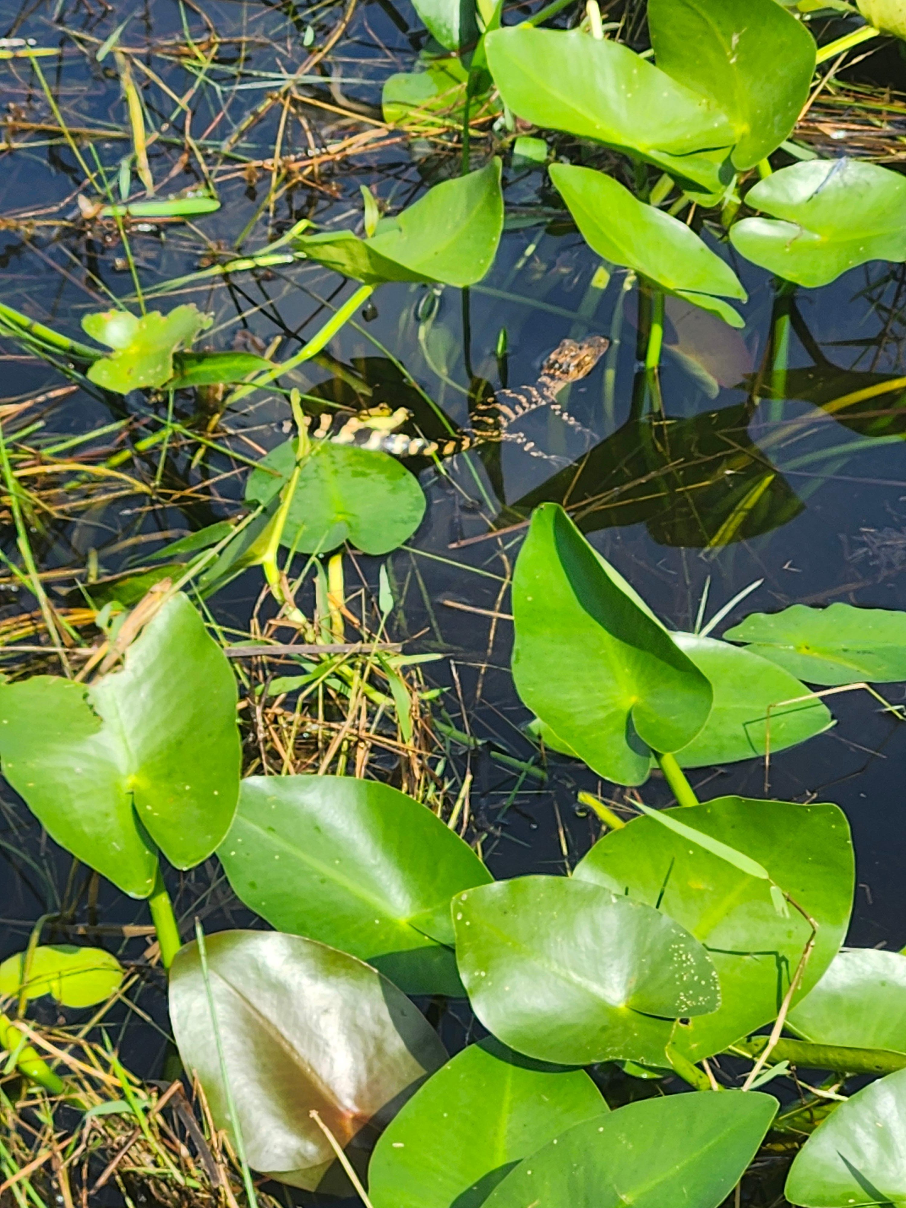 Small-Group Everglades Eco-Adventure & Private Islands Tour