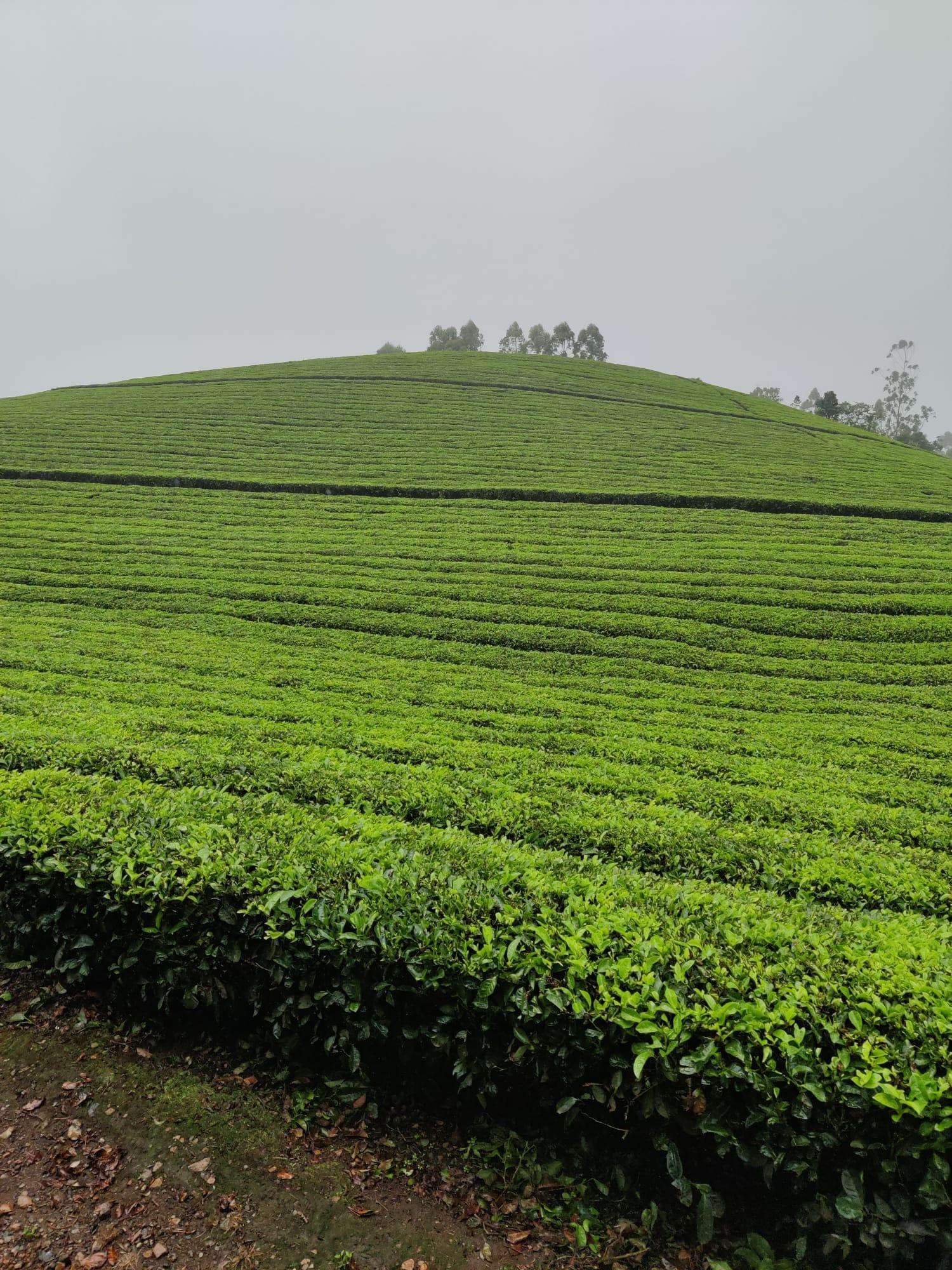 5-Day Kerala Escape: Munnar Hills, Thekkady Wildlife & Alleppey Houseboat