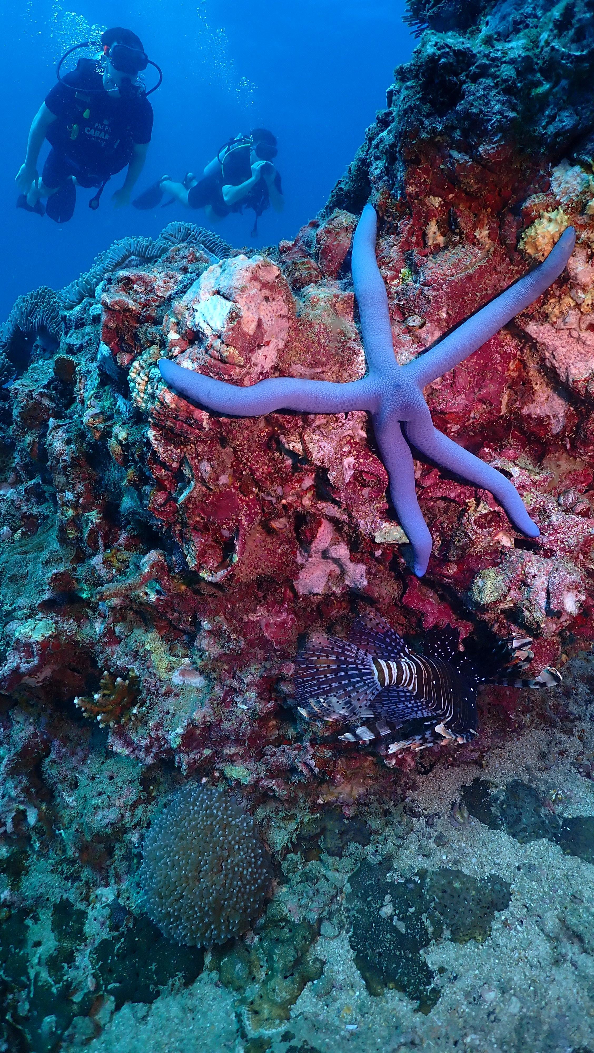 Koh Phi Phi Certified Diver Fun Dive Experience
