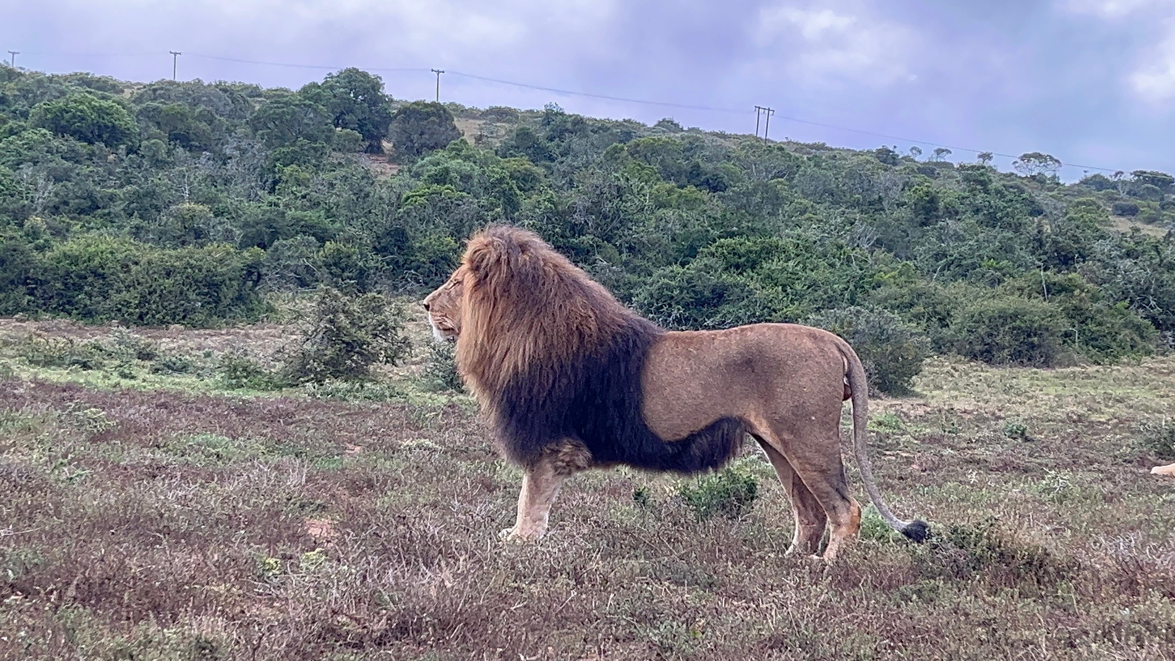 2-Day Addo Elephant Park & Schotia Safari Tour