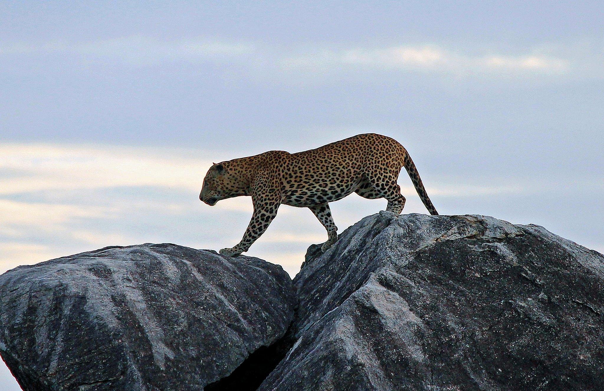 Kumana National Park Safari
