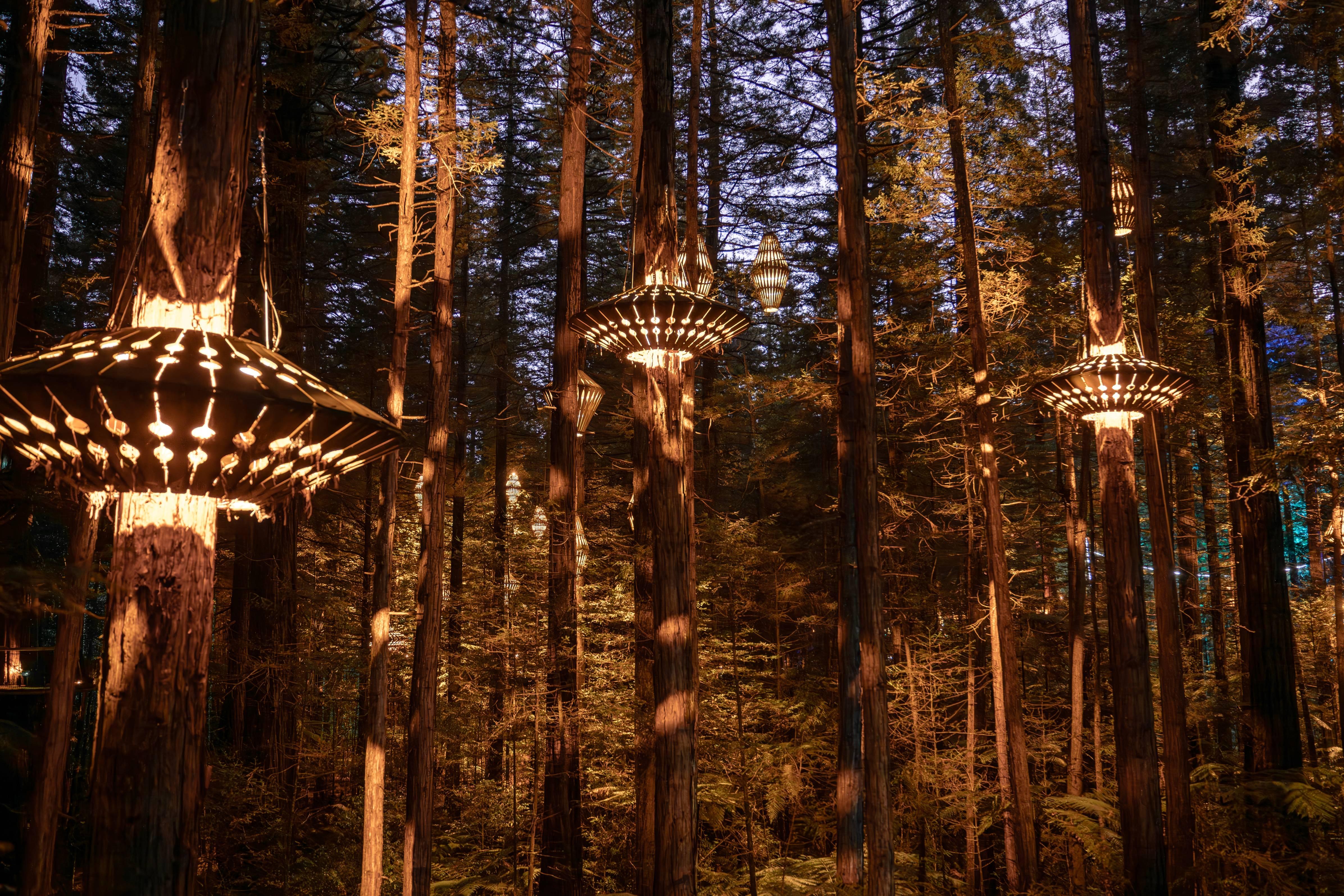 Redwoods Canopy Adventure & Illuminated Night Walk