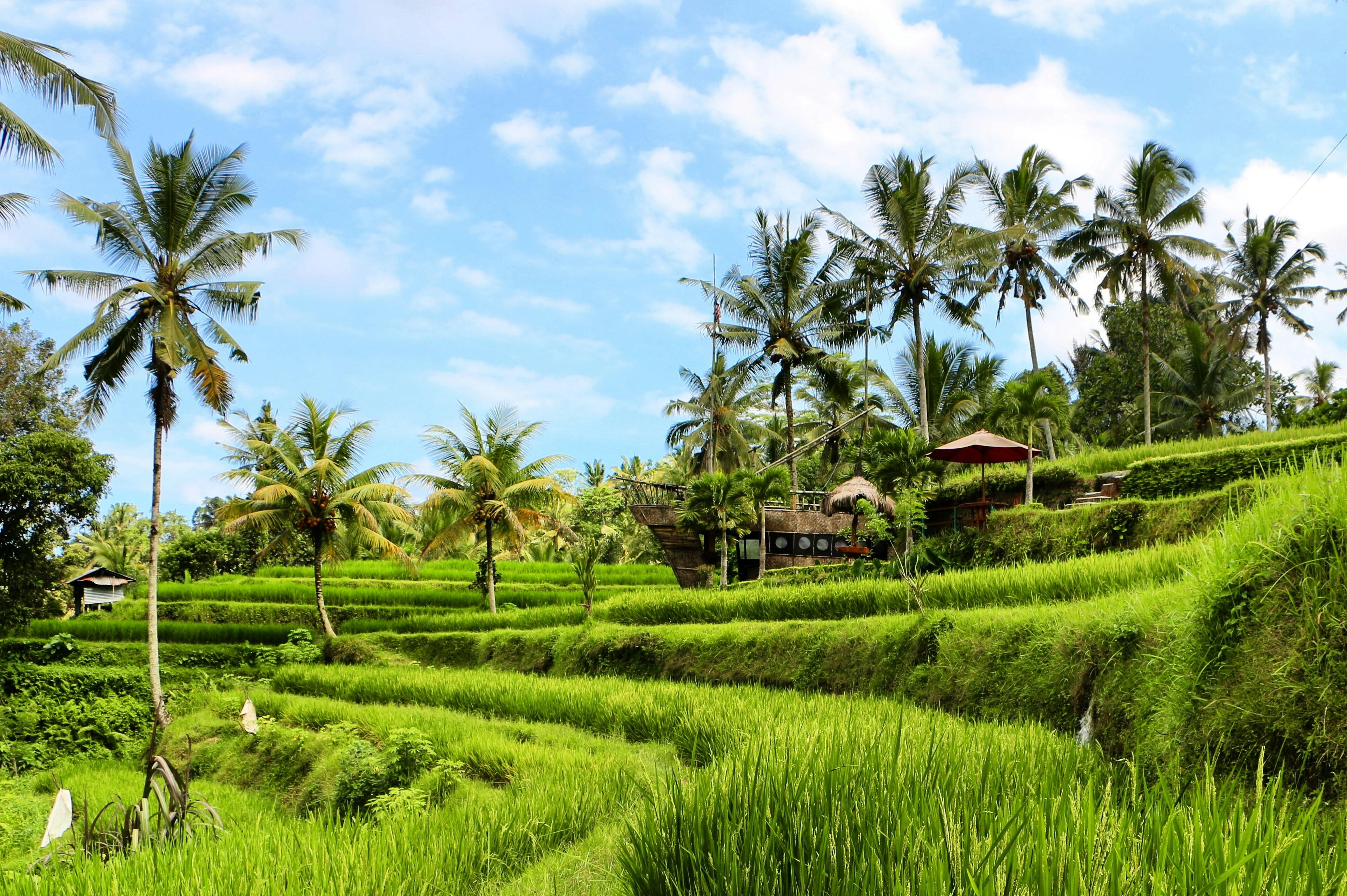 Ubud Purification, Rice Terraces & Temple Private Tour