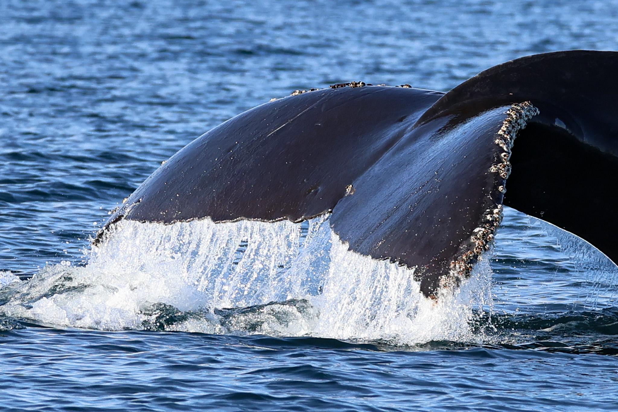 Victoria: 3-Hour Whale Watching Tour — Vancouver to Victoria crossing, image 3