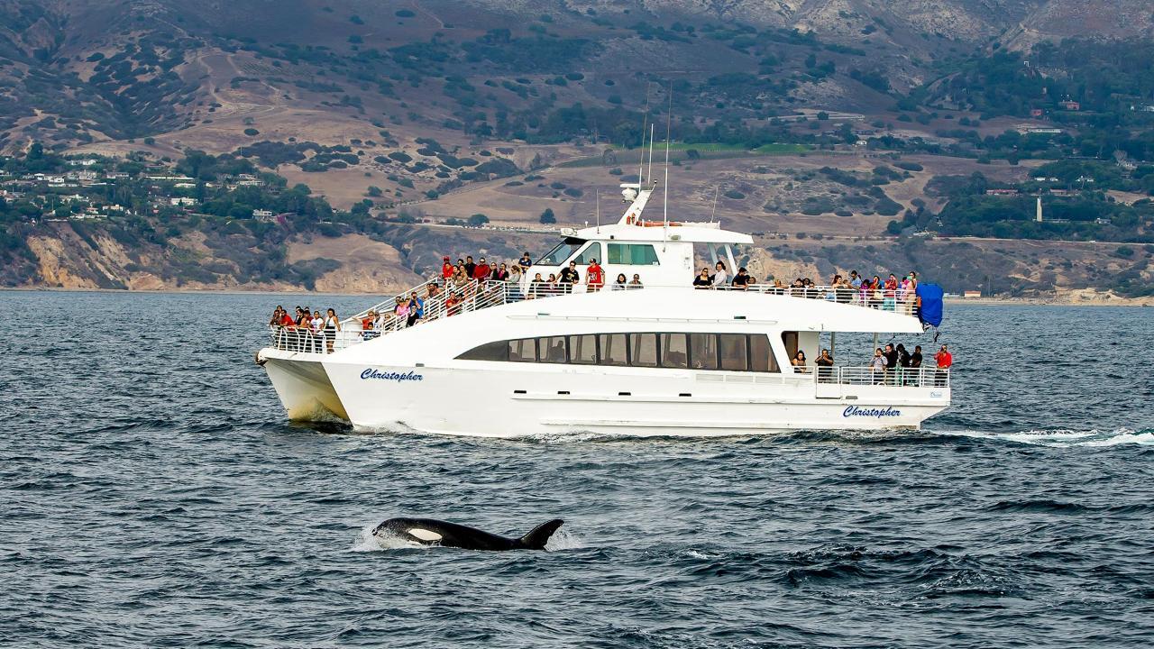 Long Beach Whale & Dolphin Watching Ocean Cruise