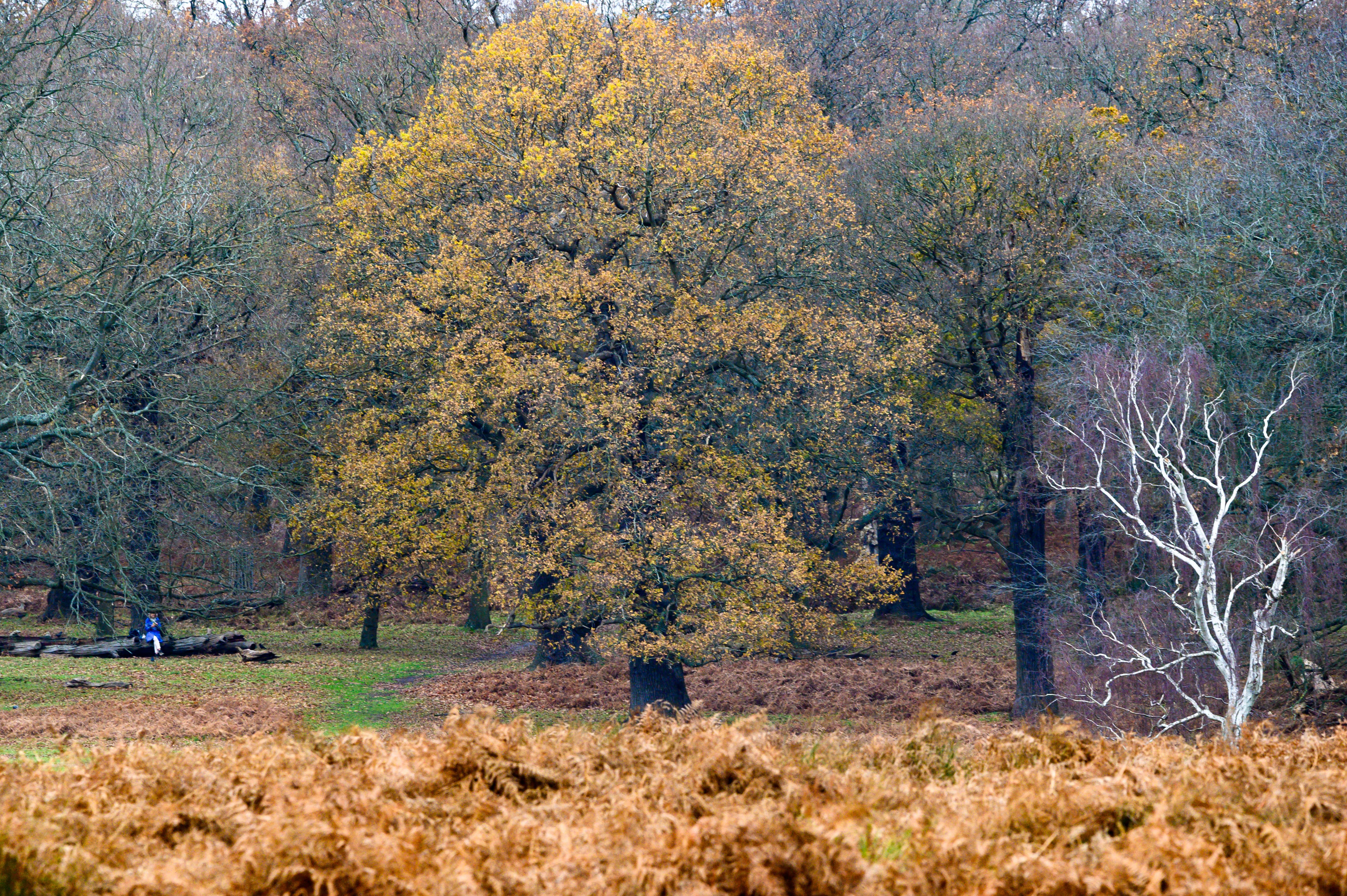 London: Richmond Park Nature Photography Workshop