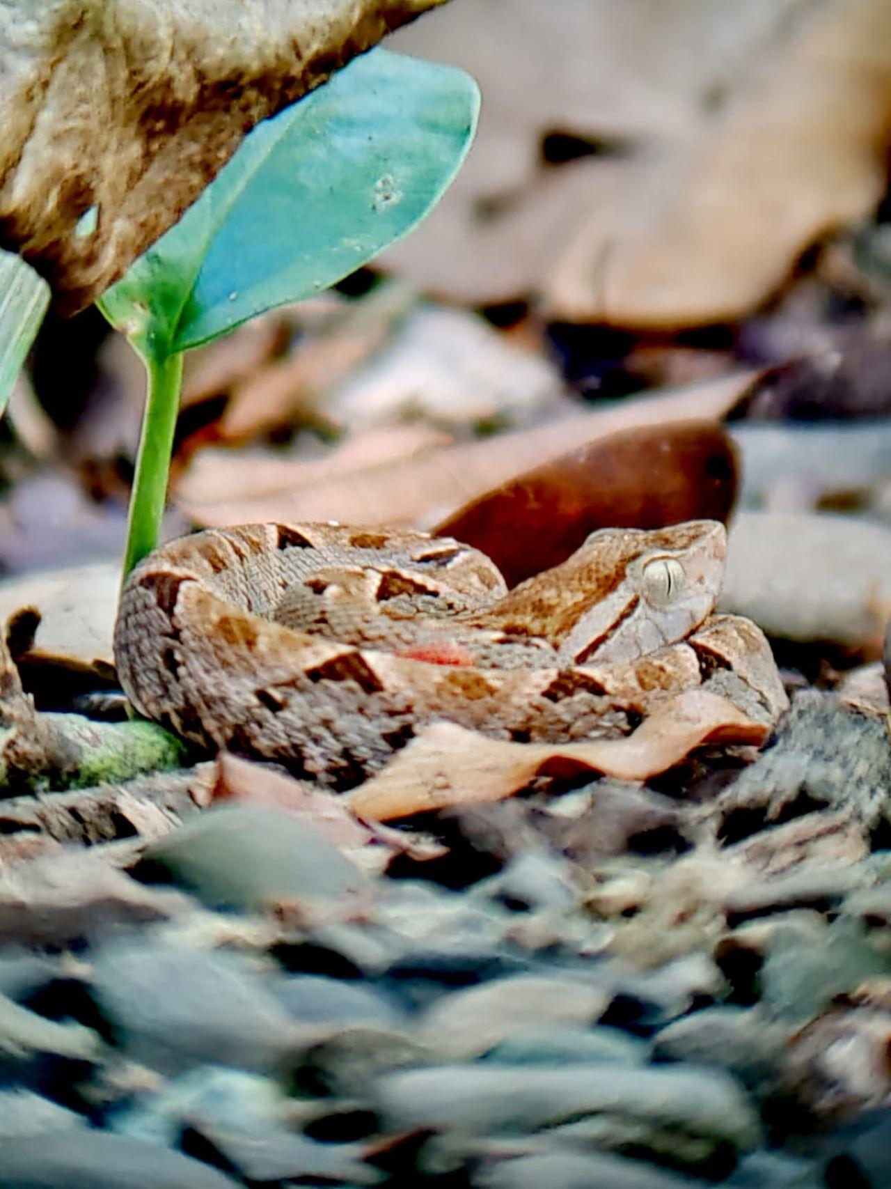 Manuel Antonio National Park: Expert-Guided Wildlife Hike