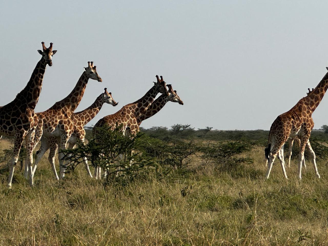 Nairobi National Park 5-Hour Guided Safari