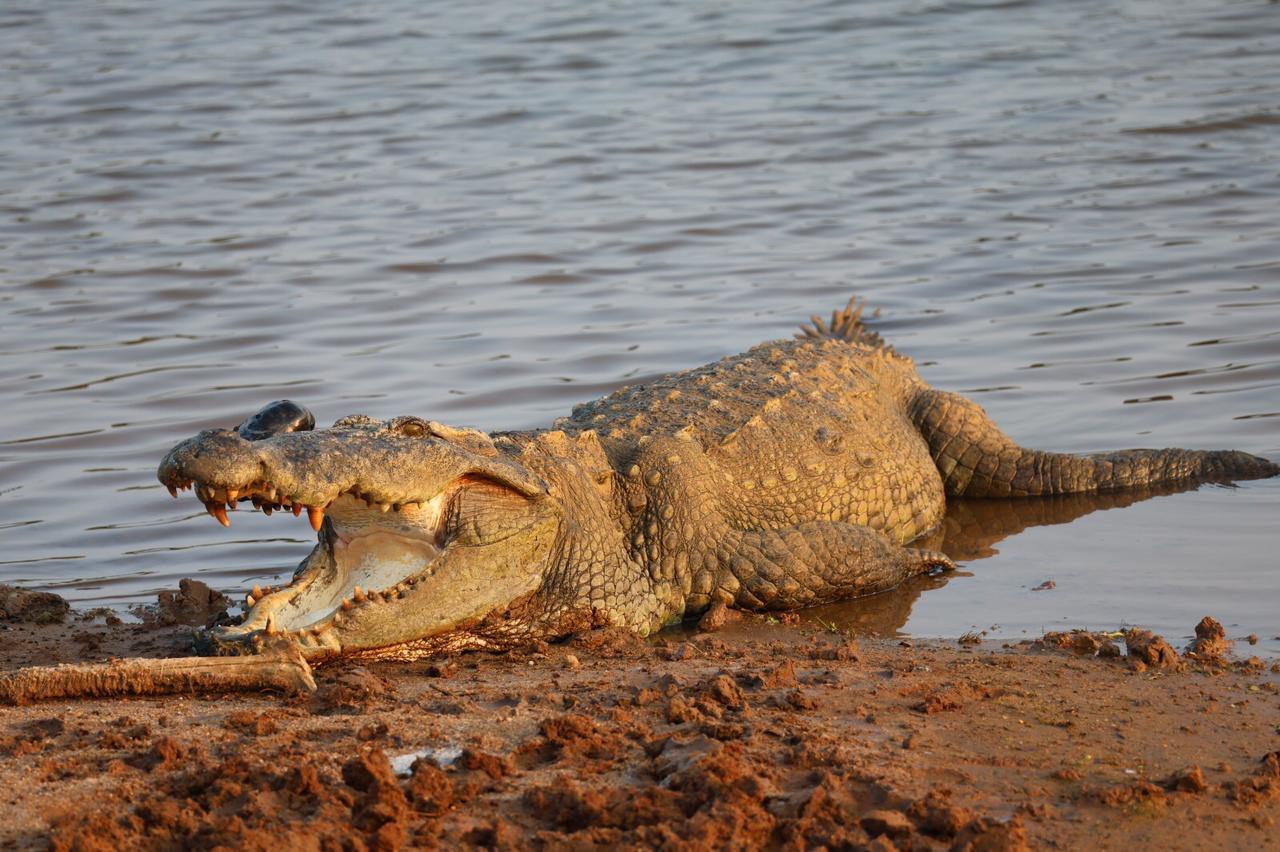 Private Yala National Park Safari with All-Inclusive Transfers