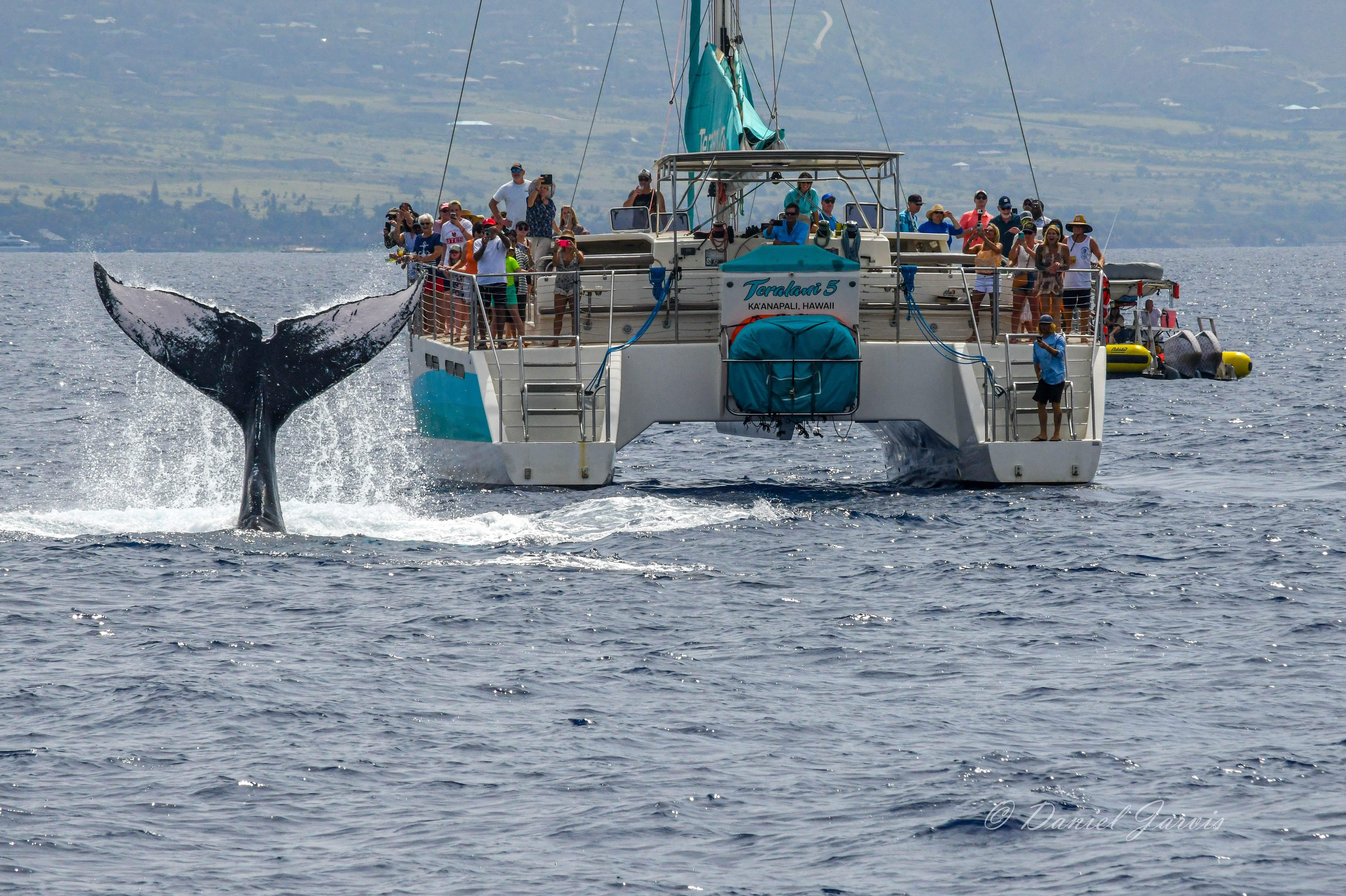 Ka'anapali Whale Watching Cruise on a Luxury Sailboat