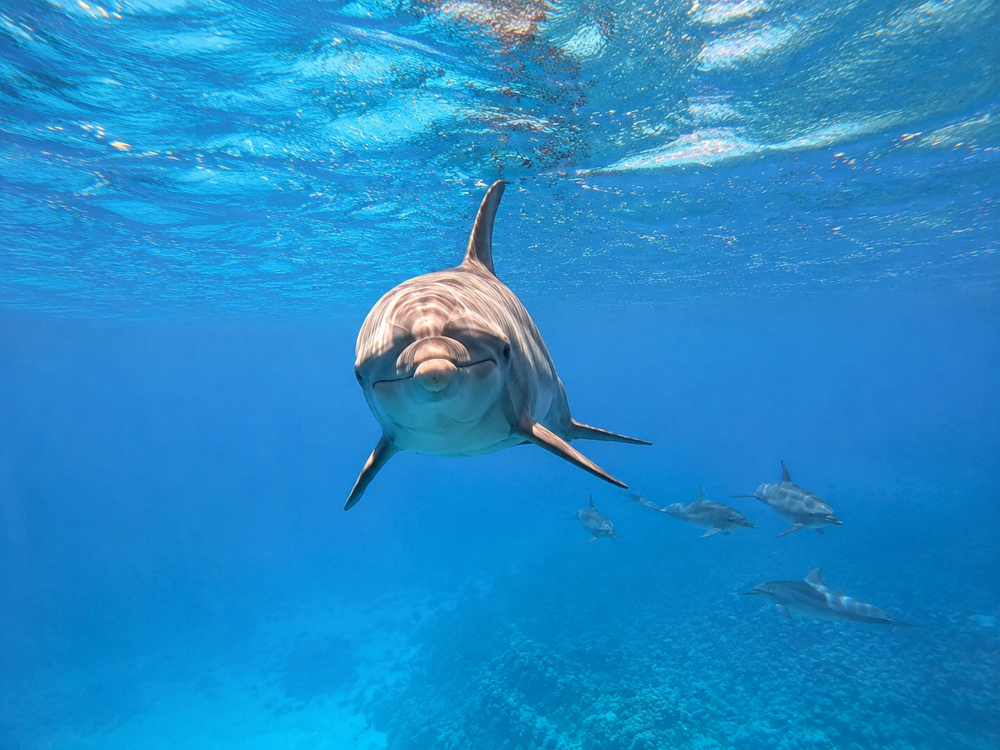 Shaab Samadai Dolphin Reef Snorkel & Dive Experience