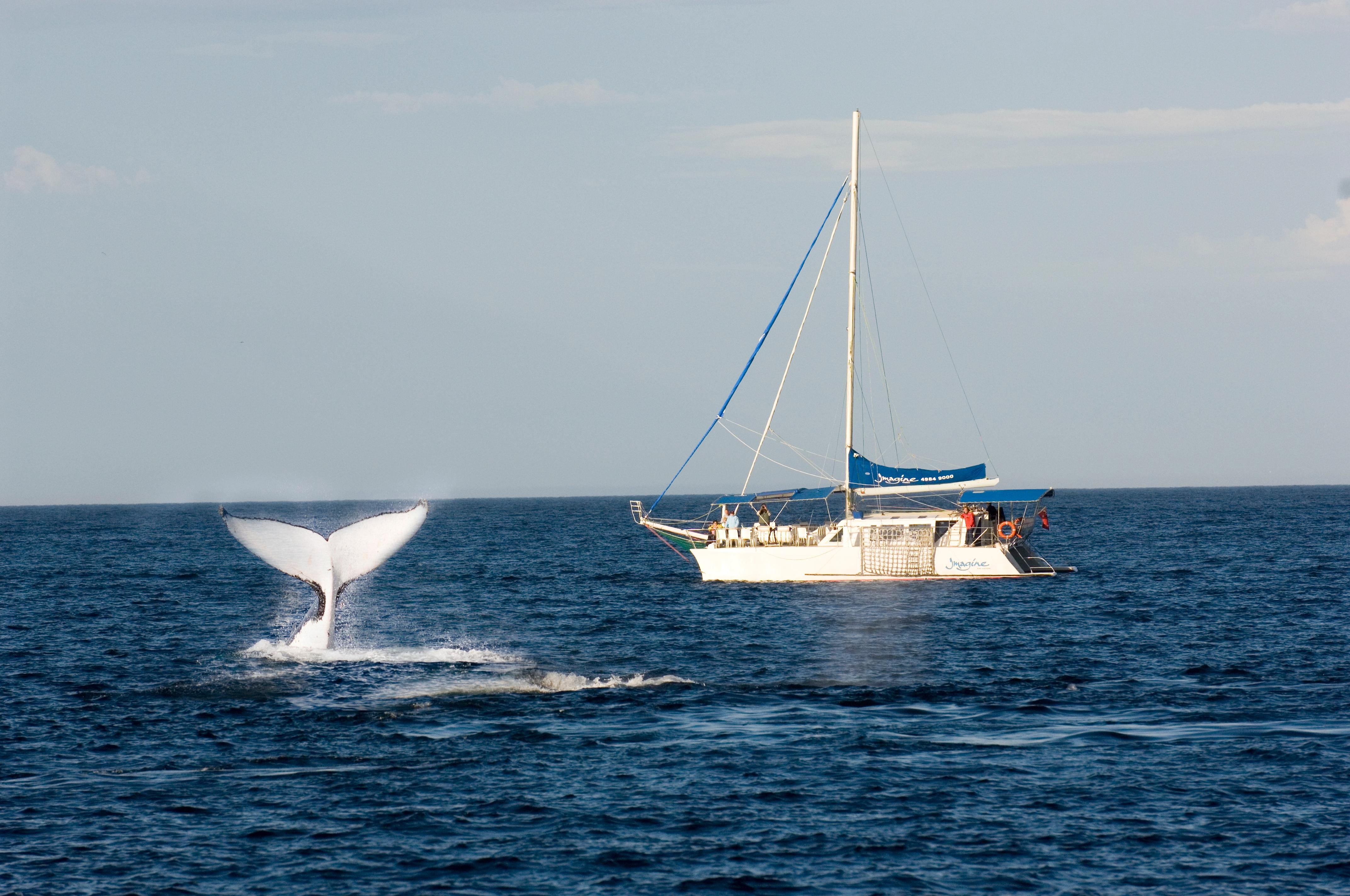 Nelson Bay Humpback Whale & Dolphin Catamaran Cruise